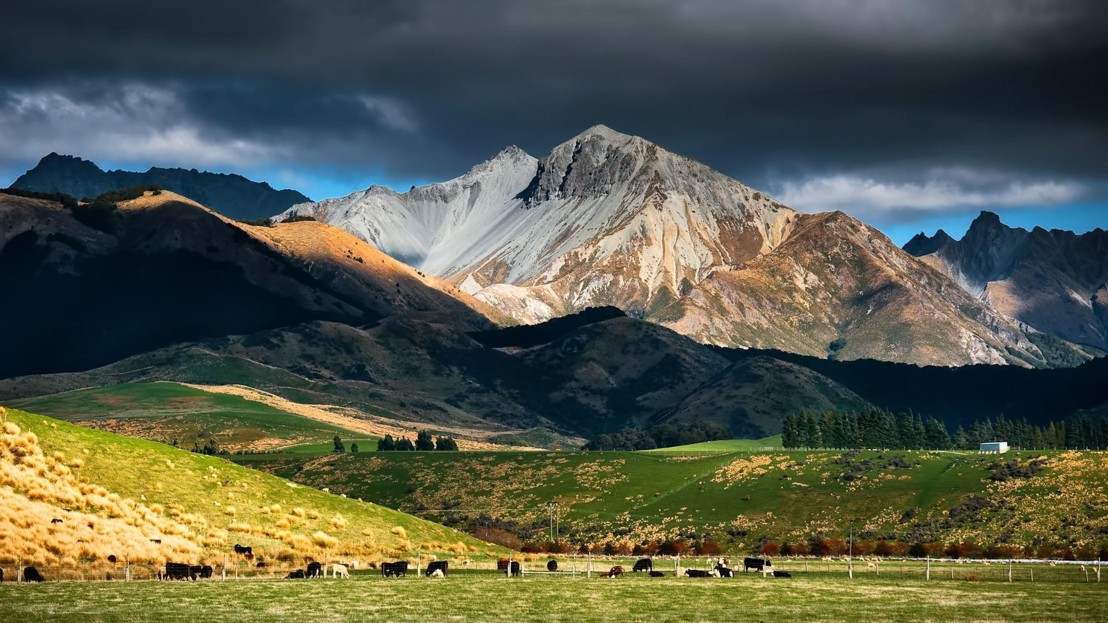 outdoors, tranquil scene, field, no people, animal, nature, pasture, cloud - sky, mountainous landforms, cows, cattle, landscape, highland, mount scenery, HD Wallpaper