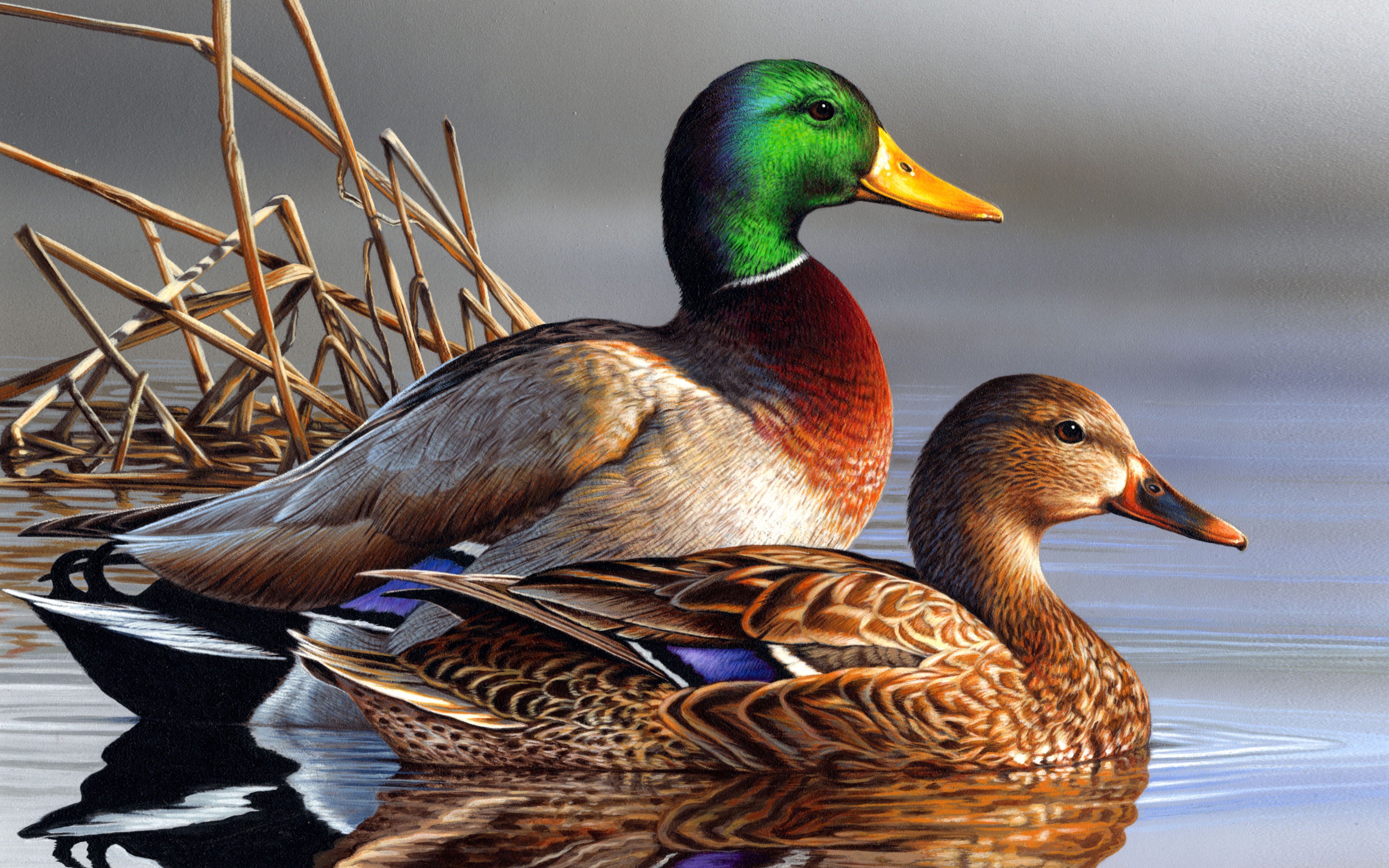 duck, bird, 5K, close-up, mallard duck, animal family, animal, water bird, two animals, lake, backgrounds, beak, group of animals, windows, poultry, side view, HD Wallpaper