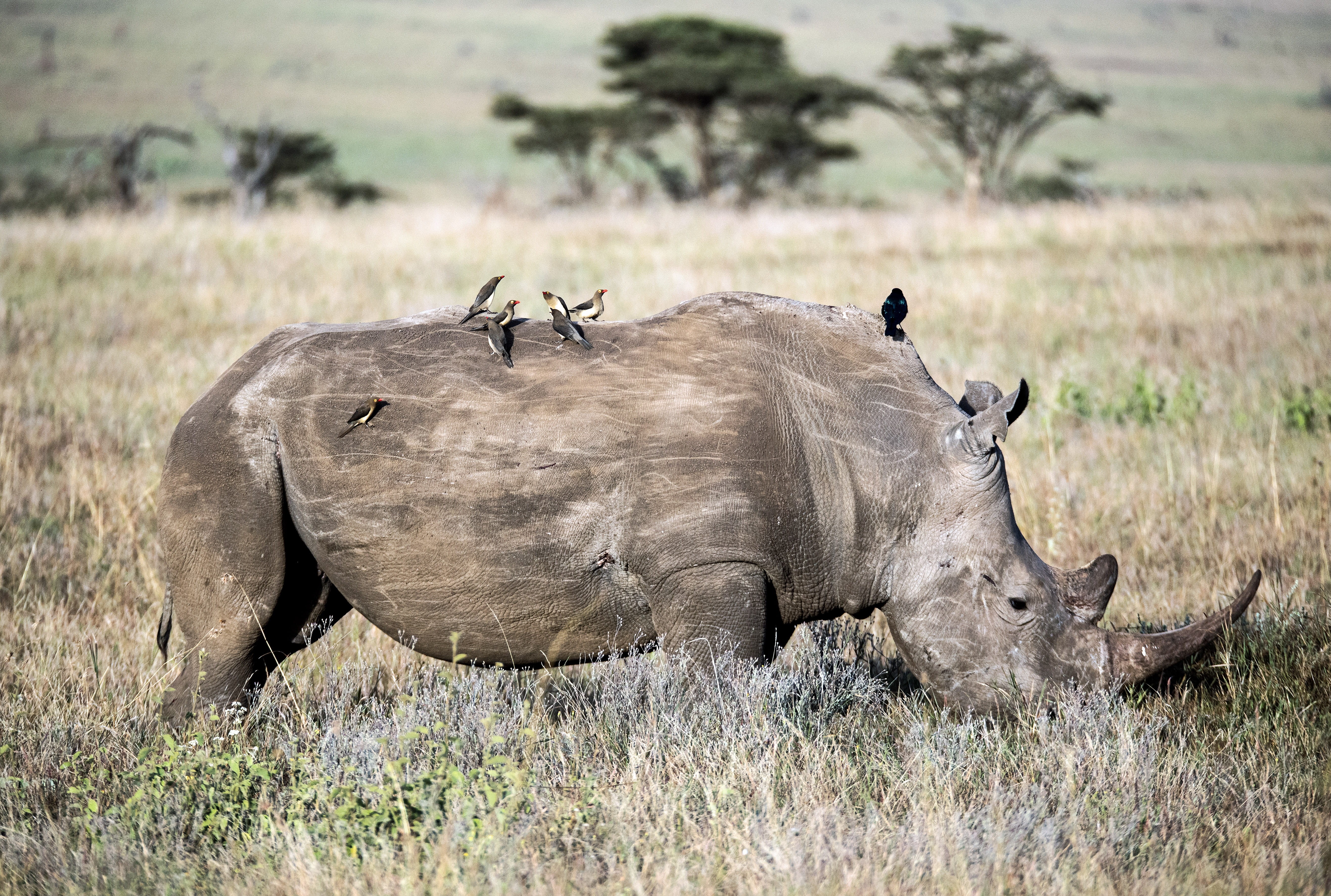 masai Mara, white Rhinoceros, wildlife Reserve, etosha National Park, grass, rhinoceros, africa, national Park, east Africa, travel, tusk, birds, elephant, HD Wallpaper