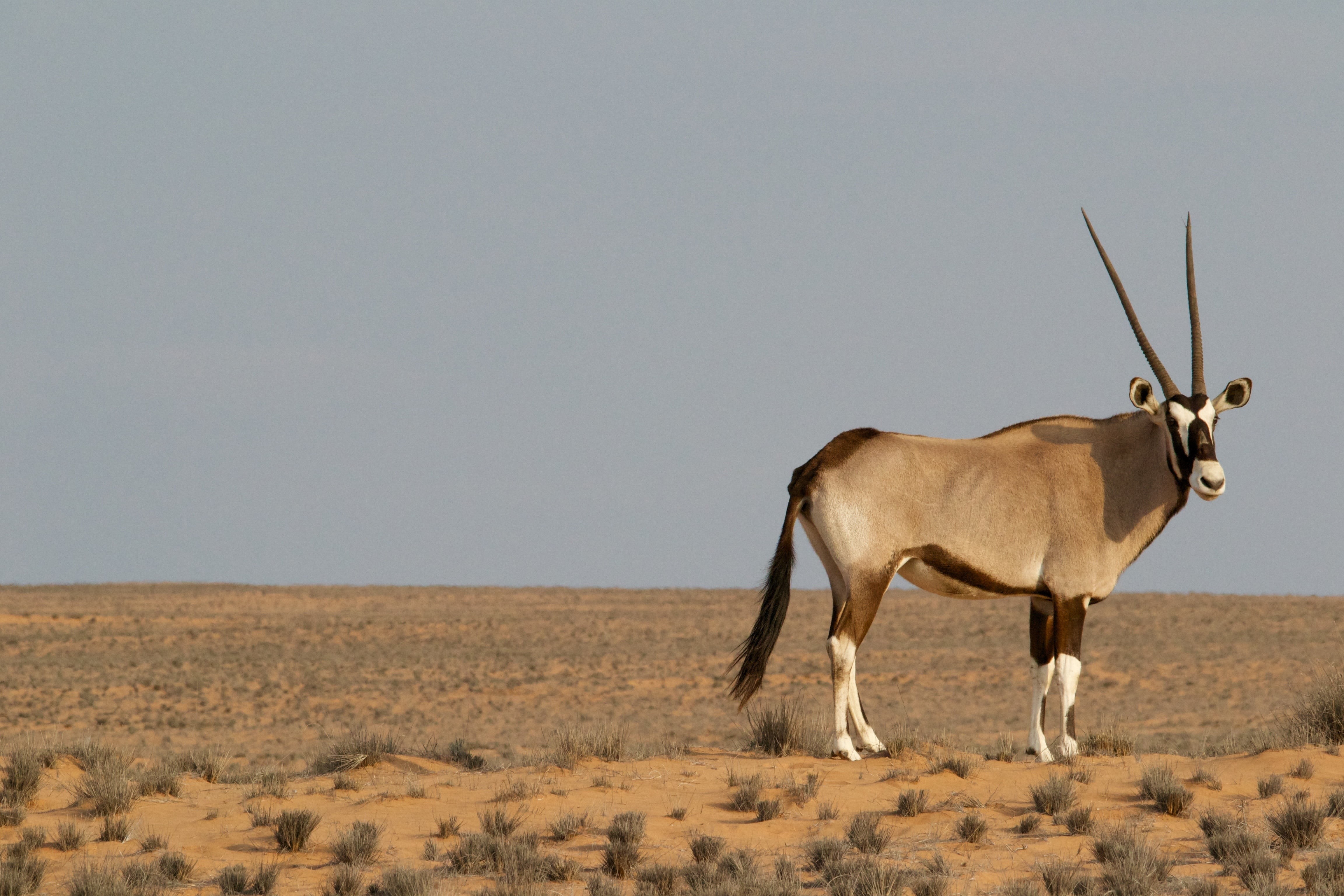 africa, one animal, standing, antelope, wild, field, desert, landscape, profile view, oryx, gazelle, environment, nature, animal themes, wildlife, animals in the wild, HD Wallpaper