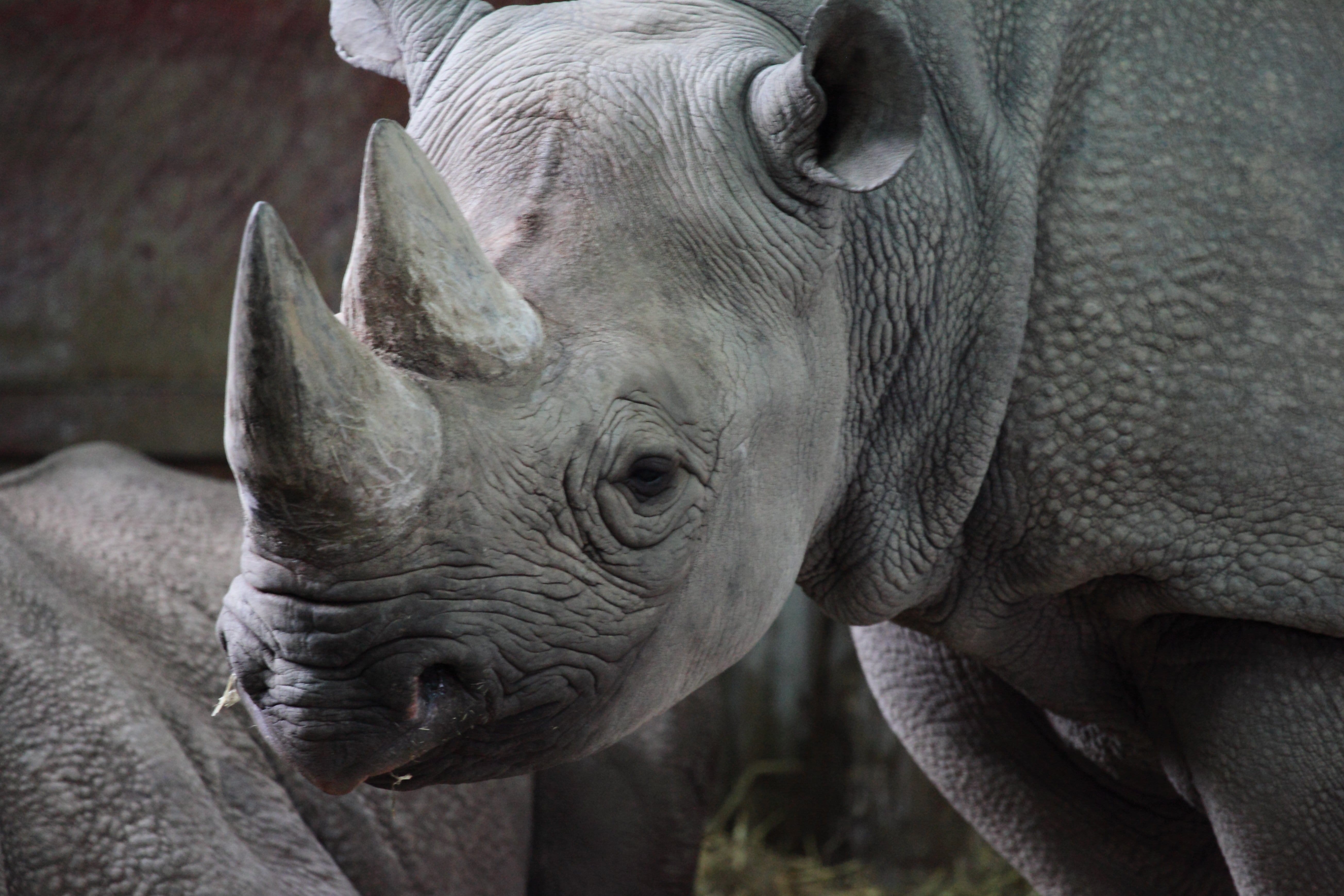 outdoors, nature, strong, safari, rhinoceros, African, animal themes, focus on foreground, horned, herbivore, close-up, mammal, african, no people, dangerous, HD Wallpaper