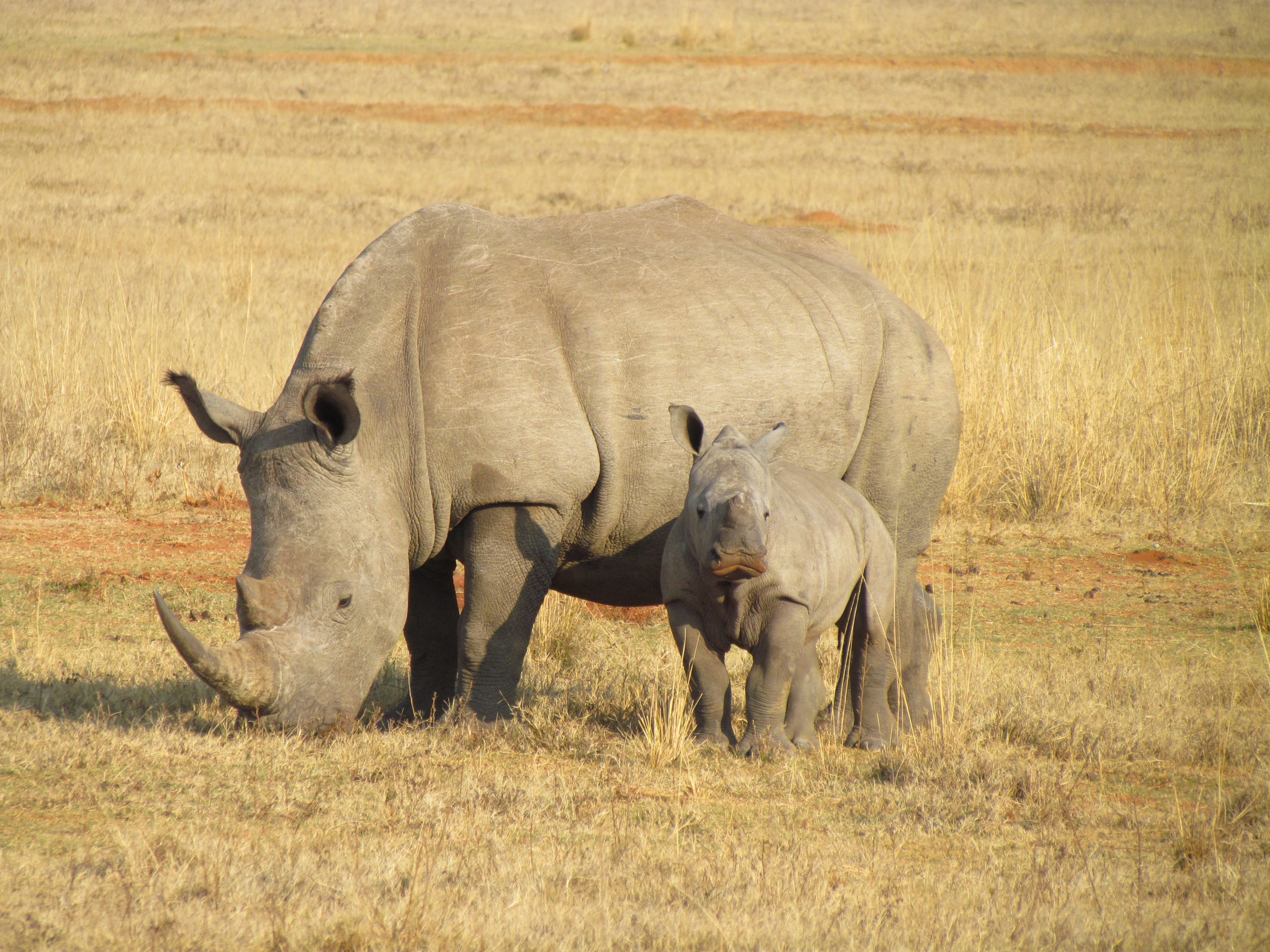 vertebrate, animal family, grass, rhinoceros, animals in the wild, land, plant, south africa, livestock, safari, field, ground, nature, wildlife, animal themes, HD Wallpaper