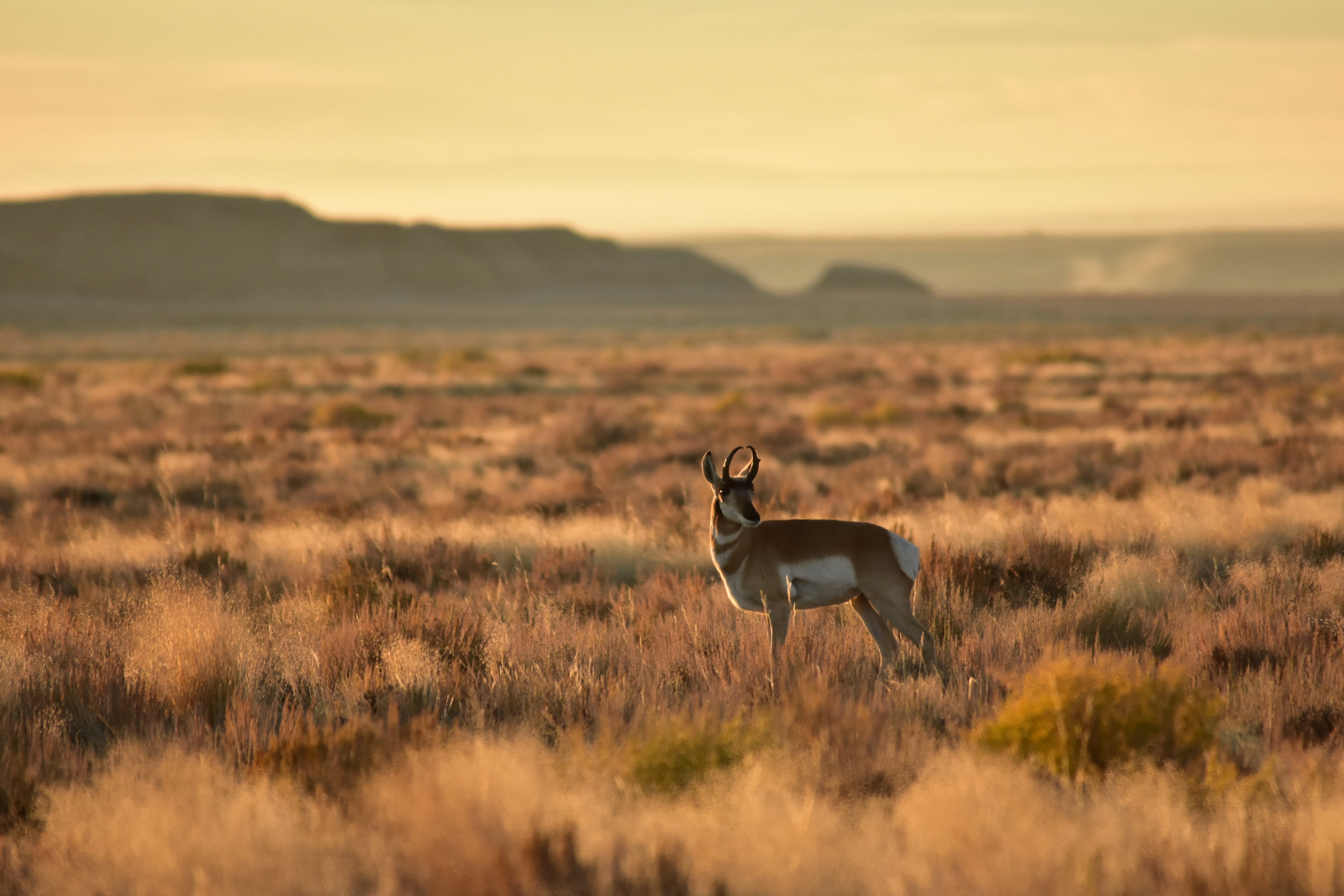 national Park, NWR, wildlife, National Wildlife Refuge System, animals In The Wild, wilderness Area, depth of field, mammal, U.S. FISH AND WILDLIFE SERVICE, HD Wallpaper
