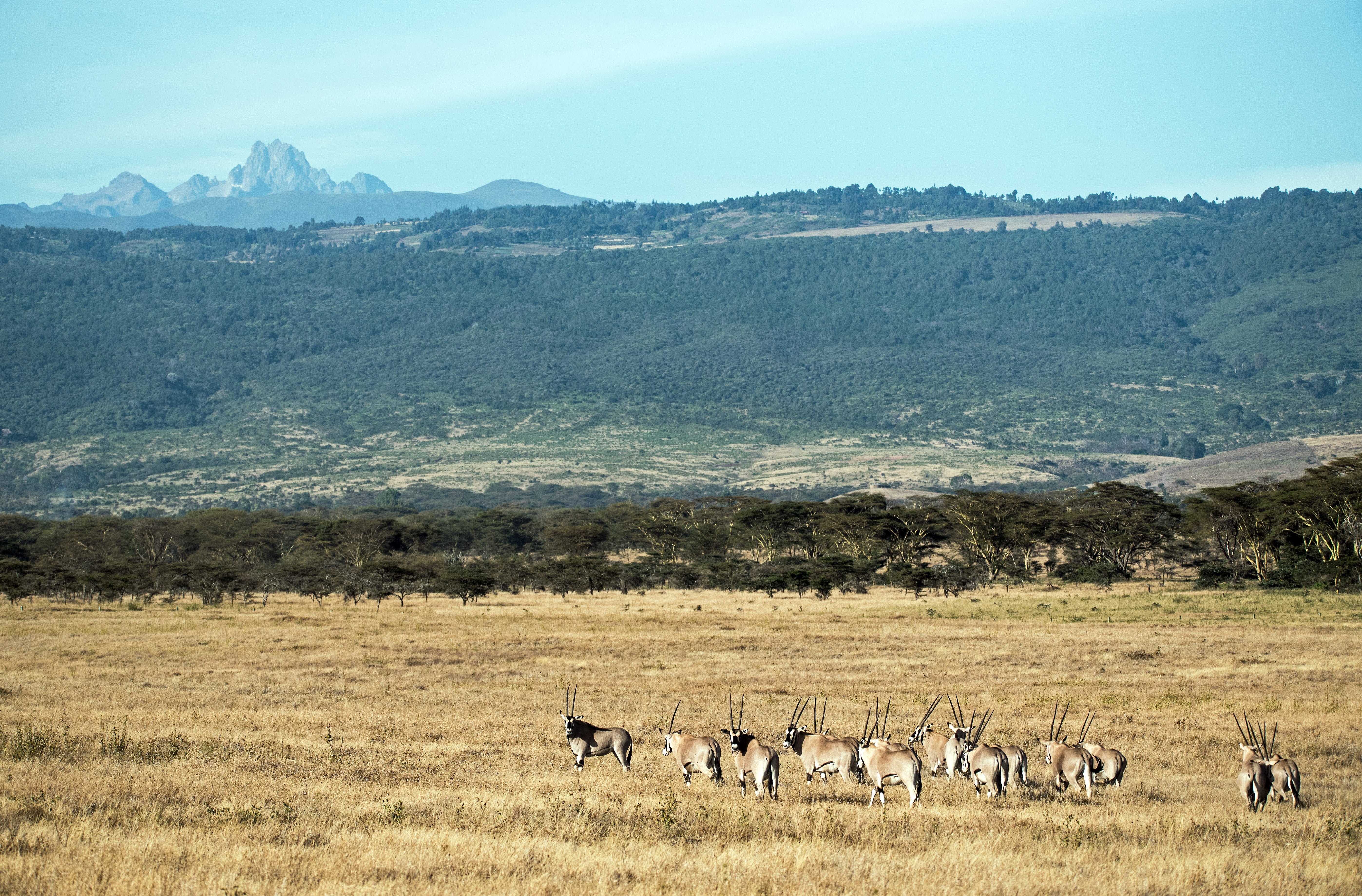 livestock, herd, kenya, nature, safari, day, landscape, plant, mountain, animal wildlife, non-urban scene, african landscape, grass, lewa, scenics - nature, HD Wallpaper