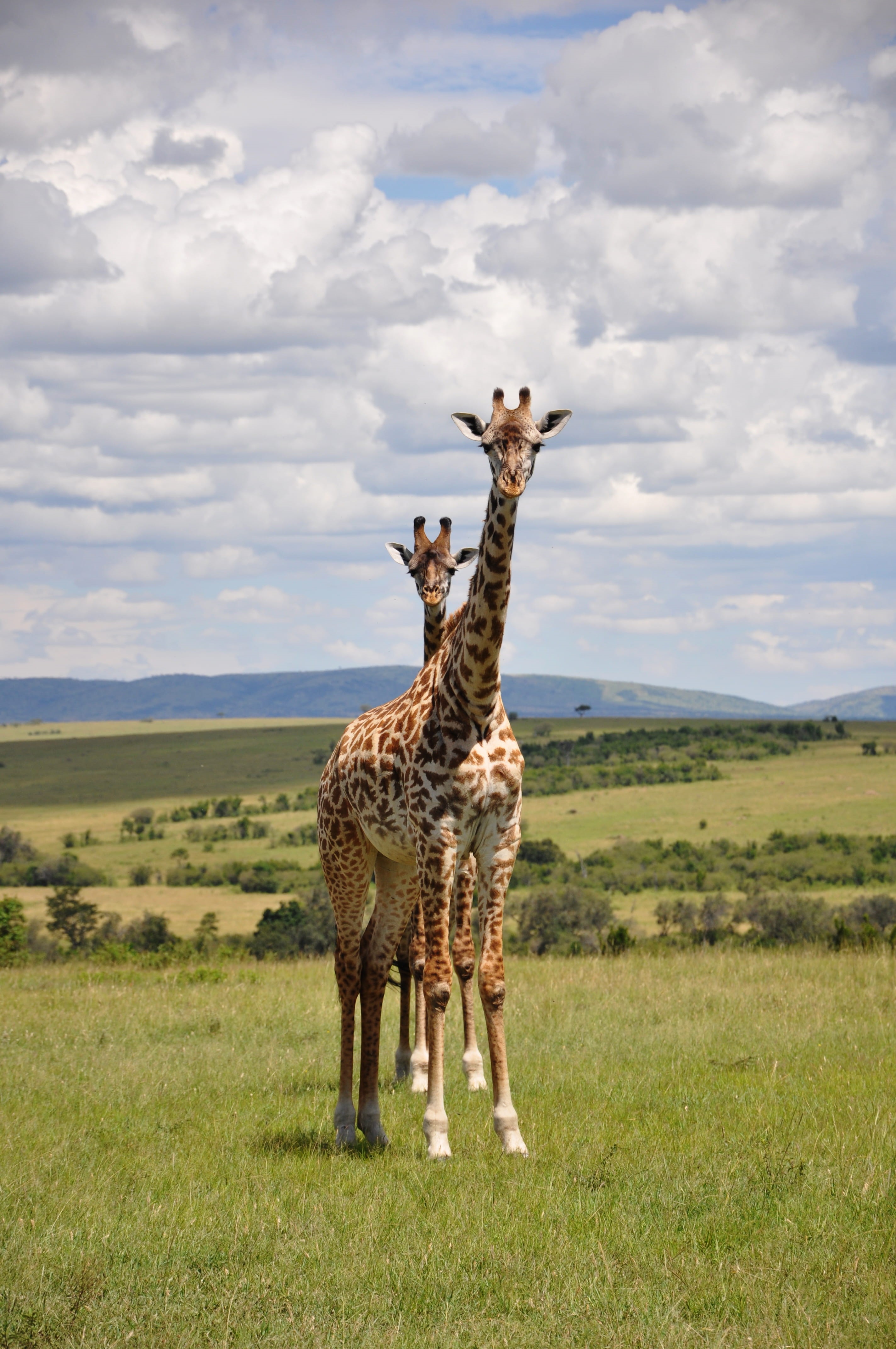 maasai mara trips kenya, wildlife, nature, animals, plant, giraffe, pattern, wild, no people, animals in the wild, landscape, group of animals, african safari, Phone HD Wallpaper