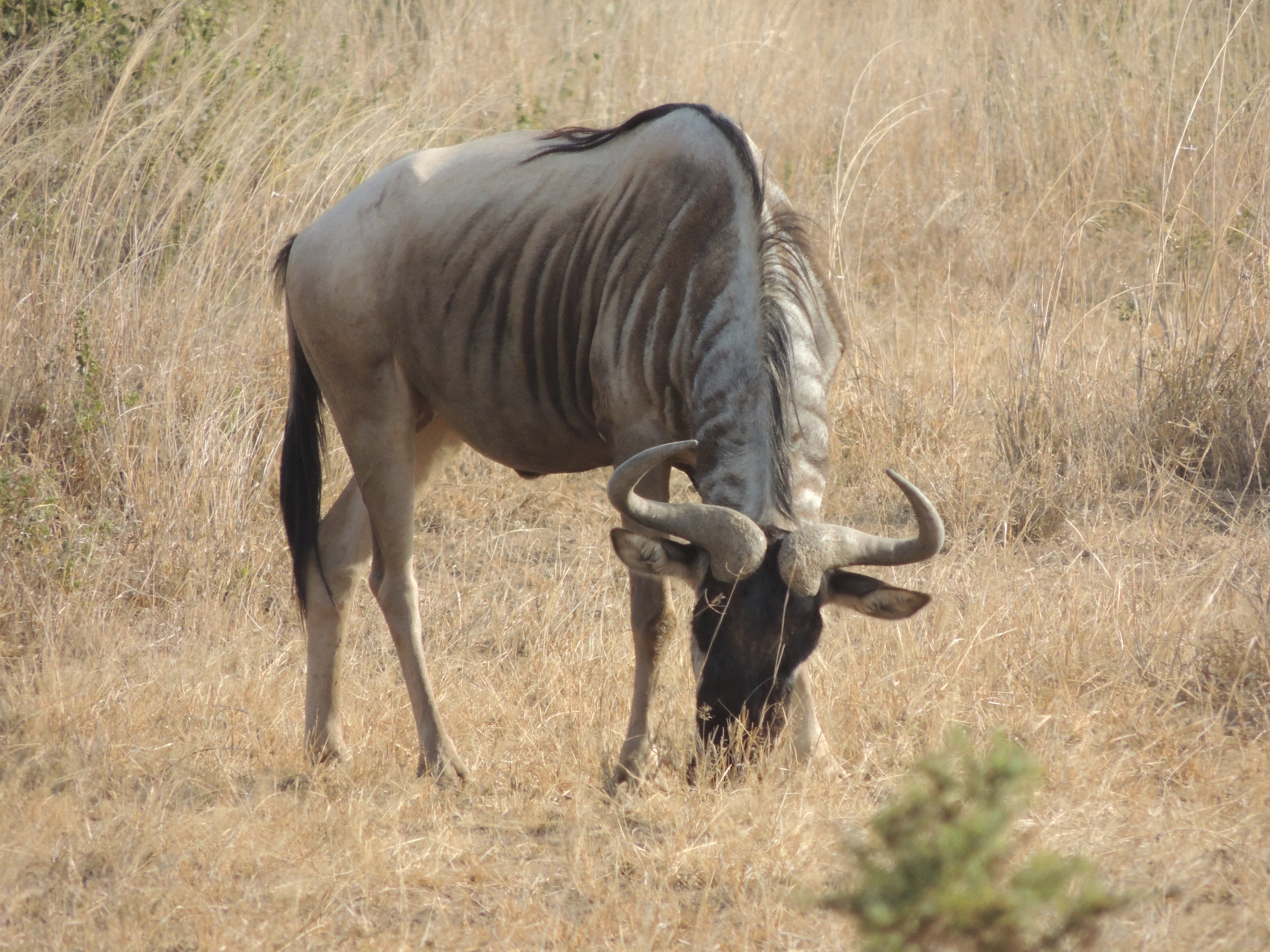 herbivore, vertebrate, grass, kenya, 4K, africa, wildlife, herd, animal, safari, sunlight, travel, savannah, herbivorous, wild, antelope, animal wildlife, HD Wallpaper