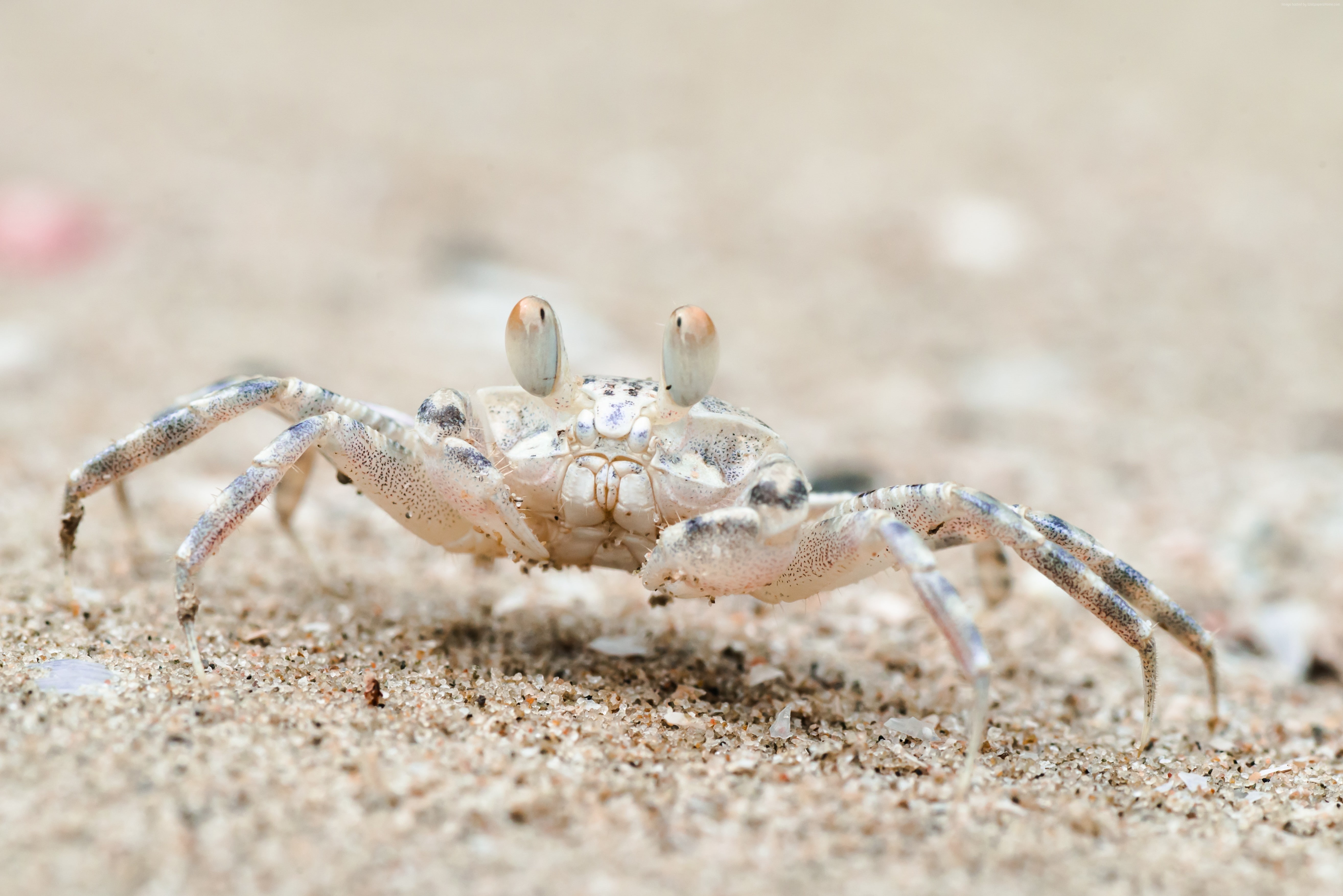 Sand bubbler crab, Khao Sam Roi Yot National Park, 5K, tourism, travel, Thailand, HD Wallpaper