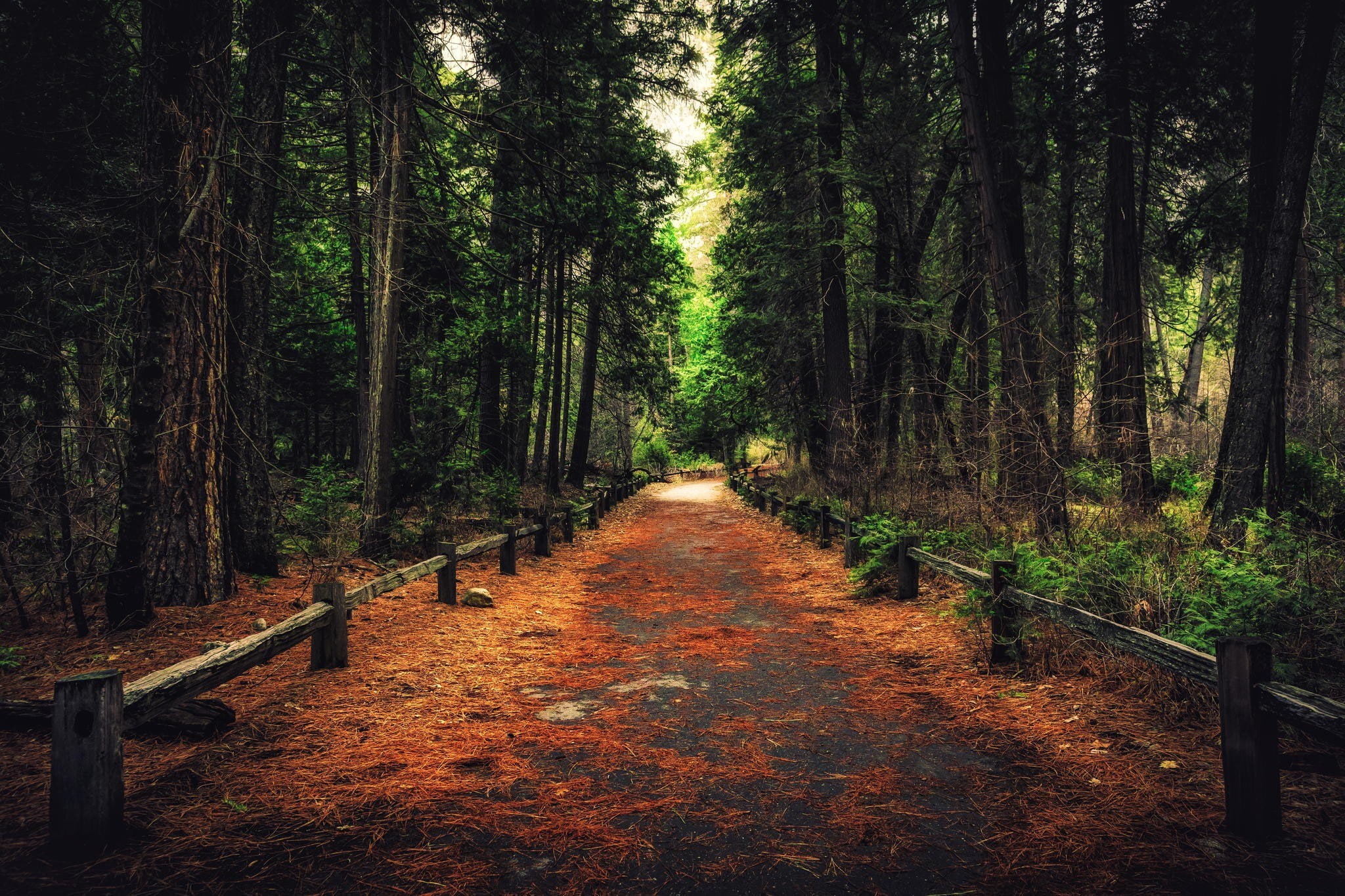 Yosemite National Park, Nature, PATH, trees, California, 1080P, forest, pathway, park, national, Yosemite, HD Wallpaper
