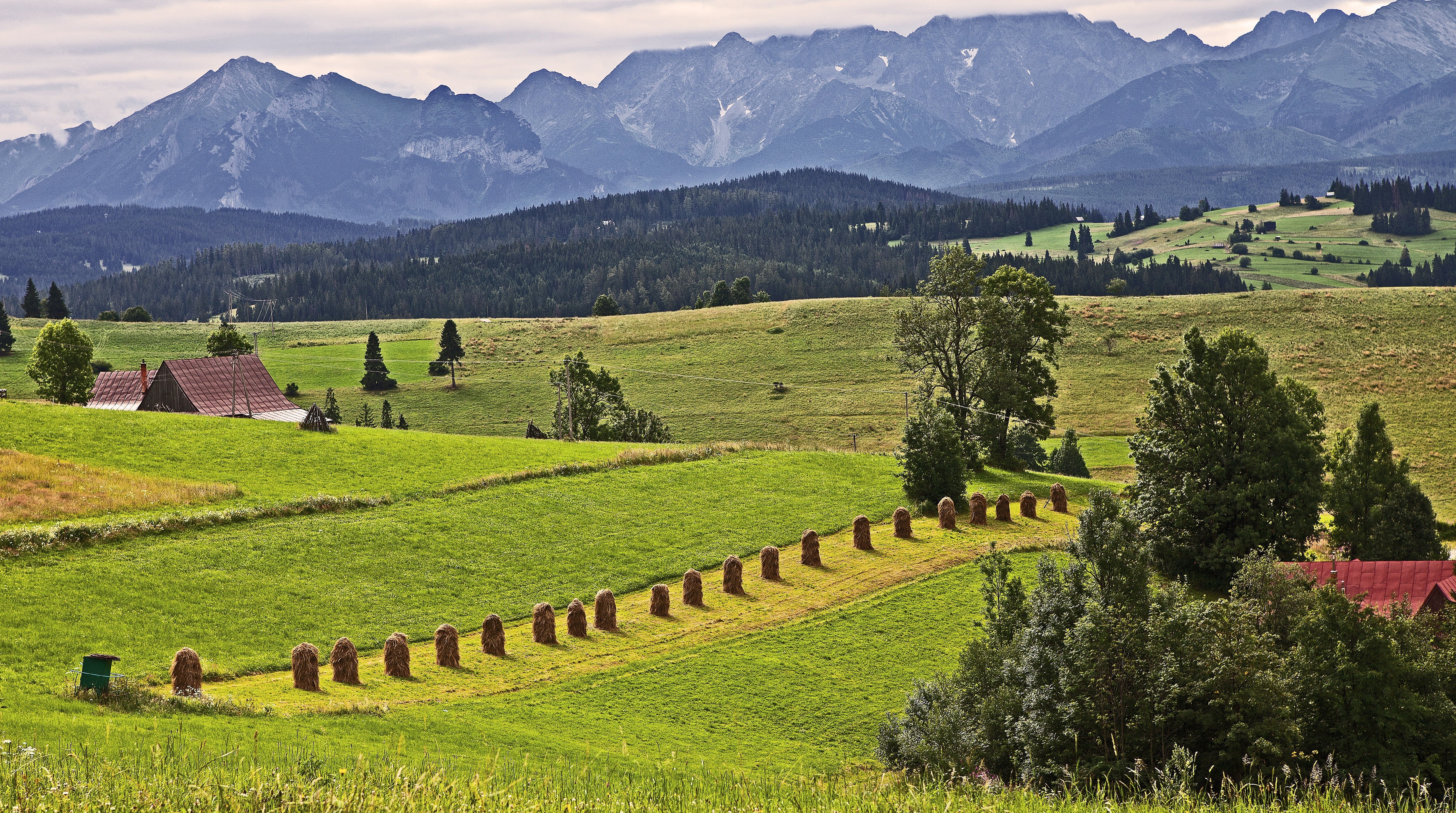growth, meadow, land, tree, polish tatras, tranquil scene, nature, 4K, farm, haymaking, green color, grass, mountain, mountain range, environment, landscape, HD Wallpaper