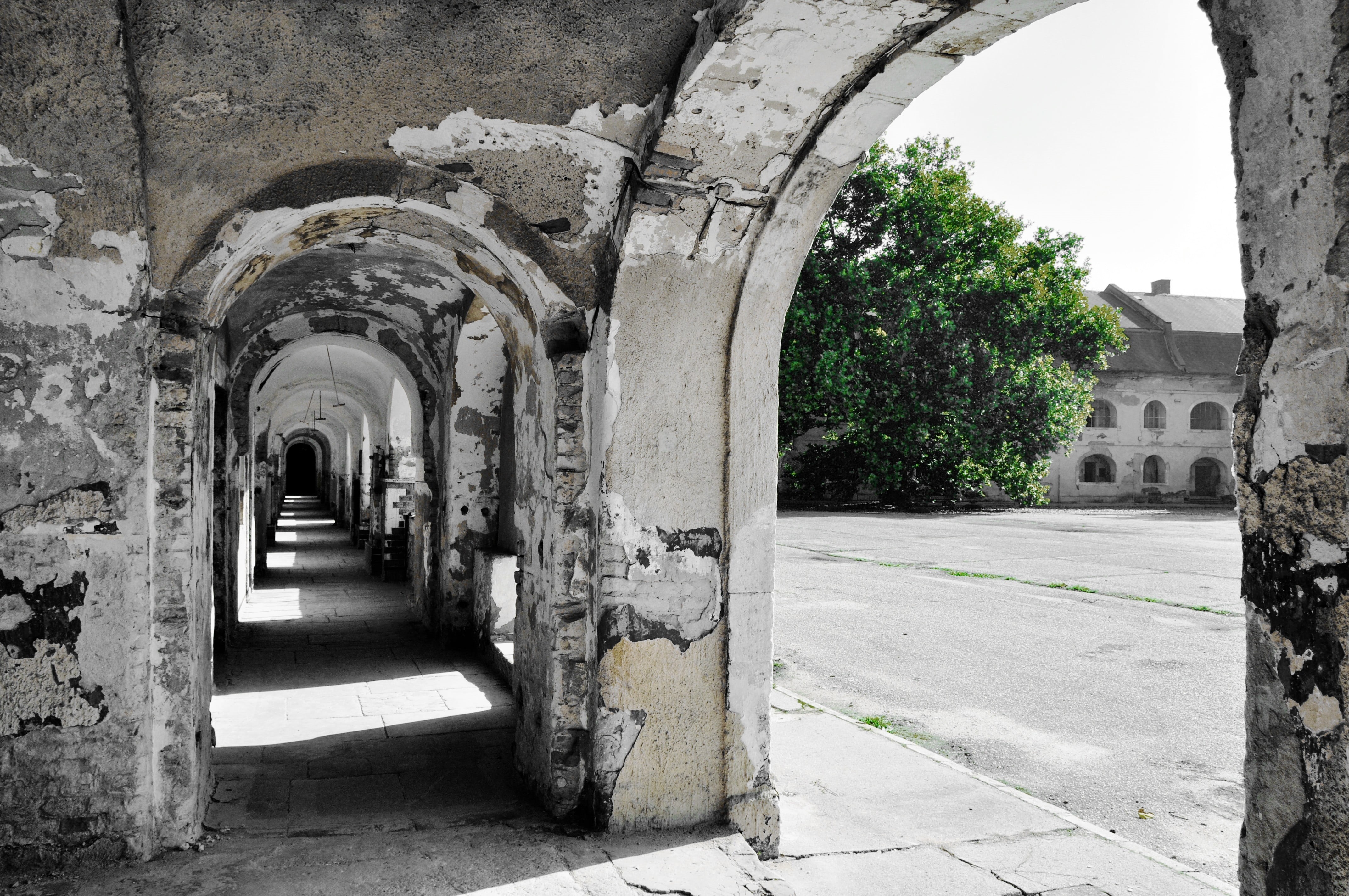 tree, old, arch, sunlight, architectural column, plant, abandoned, built structure, architecture, no people, trees, corridor, building, 4K, history, ruin, HD Wallpaper