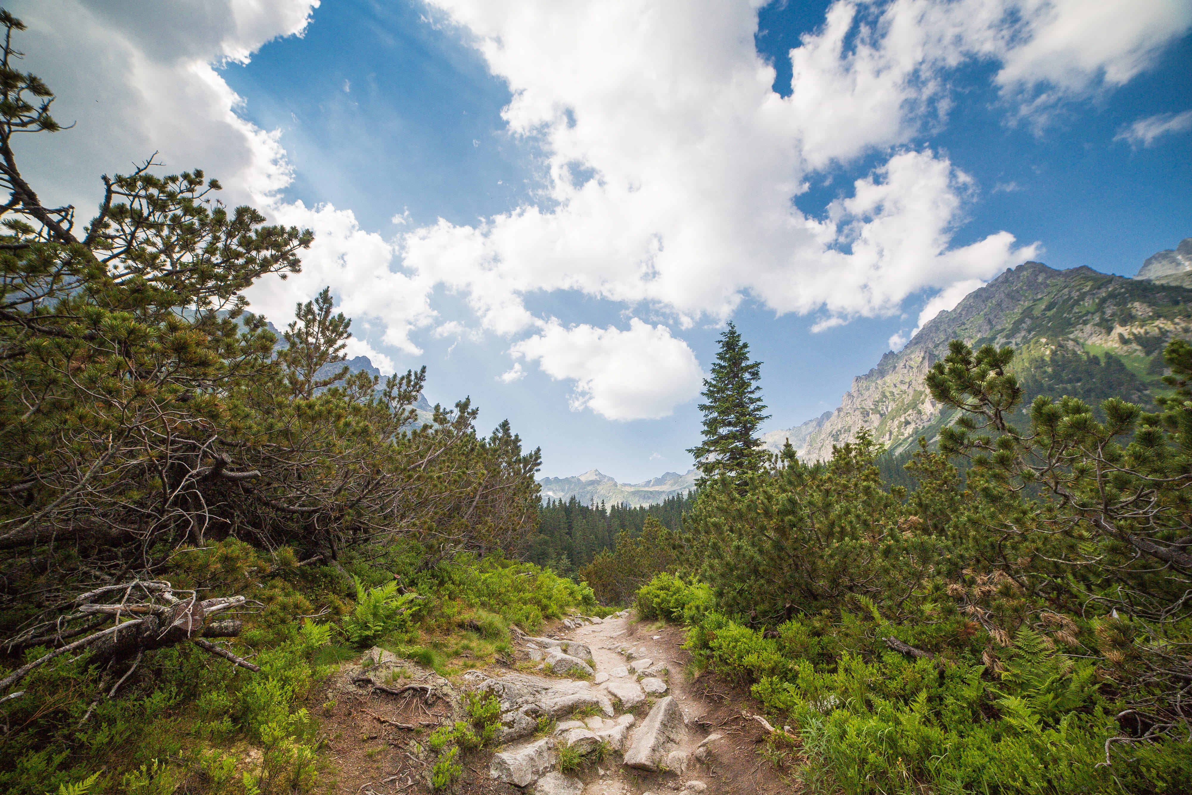 4K, day, growth, rock, clouds, Small, outdoors, environment, sky, mountains, beauty In Nature, Slovakia, summer, forest, pine tree, rock - object, Middle, HD Wallpaper