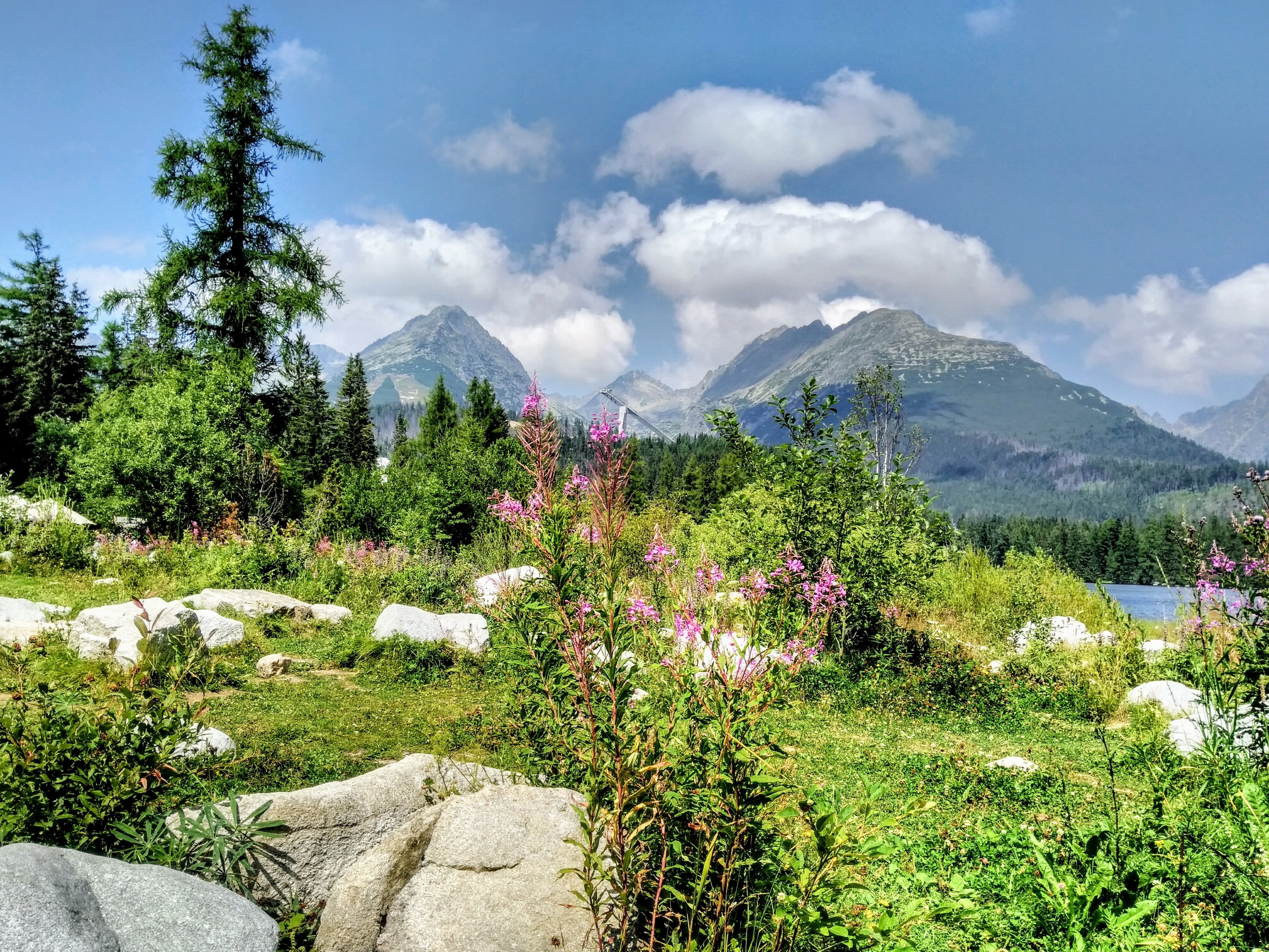 sky, mountain peak, mountains, summer, growth, landscape, outdoors, grass, environment, 4K, green color, mountain, flower, plant, tranquility, day, tree, HD Wallpaper