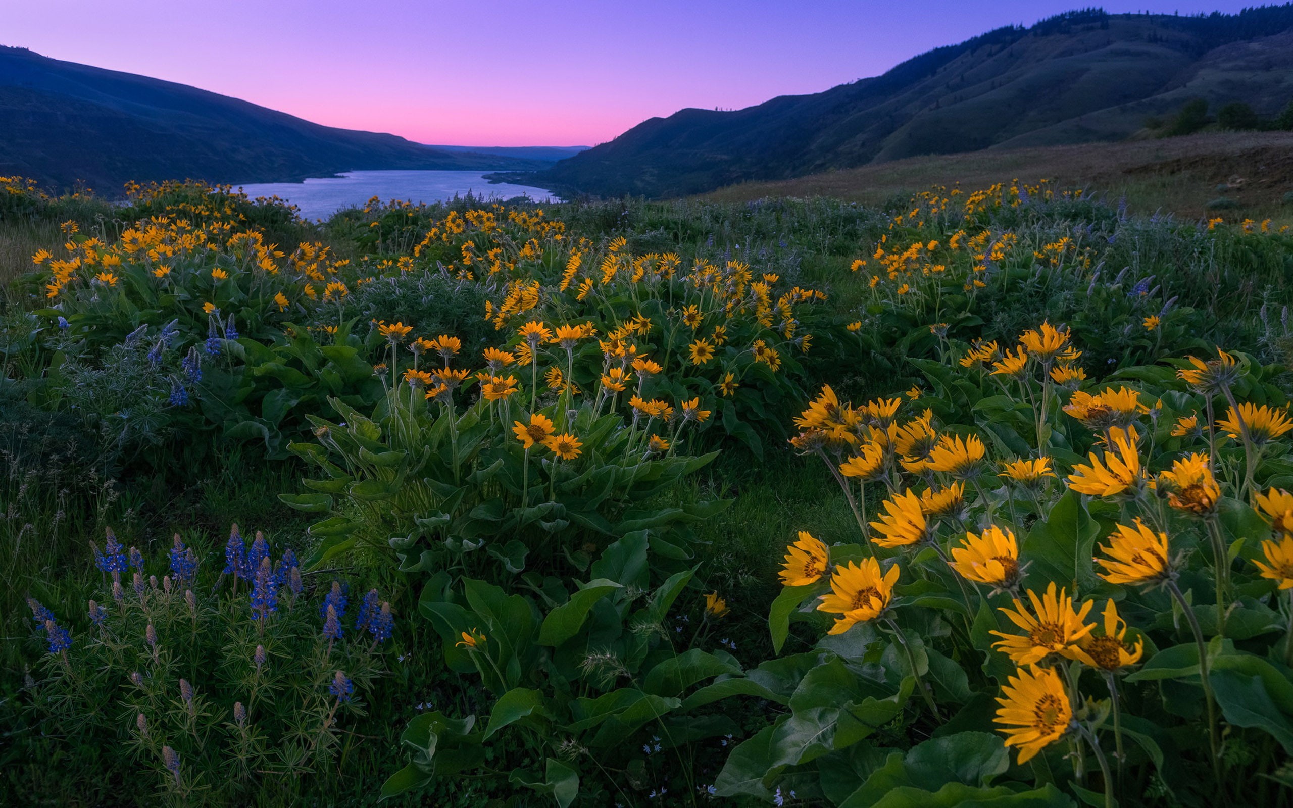 landscape, america, desktop, flowers, yellow, spring, 2K, blue, river, columbia, mountains, north, sunset, wild, HD Wallpaper