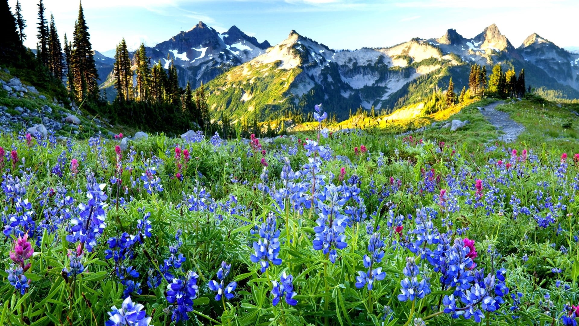 nature, panoramic, mountain Peak, flowering plant, distance, blue, valley, freshness, scenics, flowers, flower, outdoors, purple, vacations, sun, non-Urban Scene, HD Wallpaper
