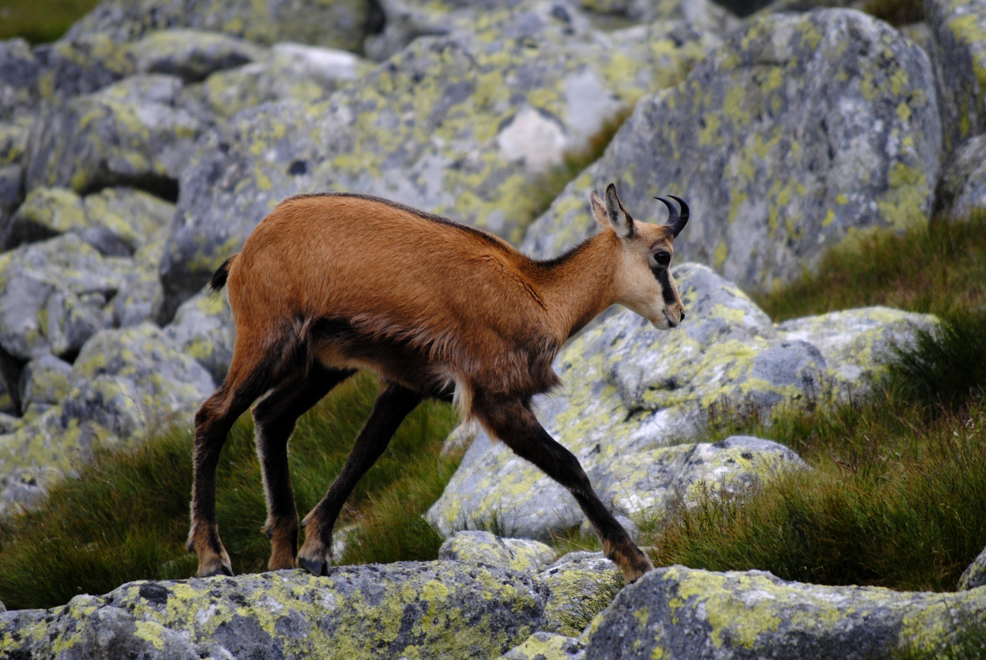 rock - object, animal wildlife, chamois, wildlife, profile view, tatra chamois, nature, high tatras, vertebrate, 2K, ibex, full length, herbivorous, animal, HD Wallpaper