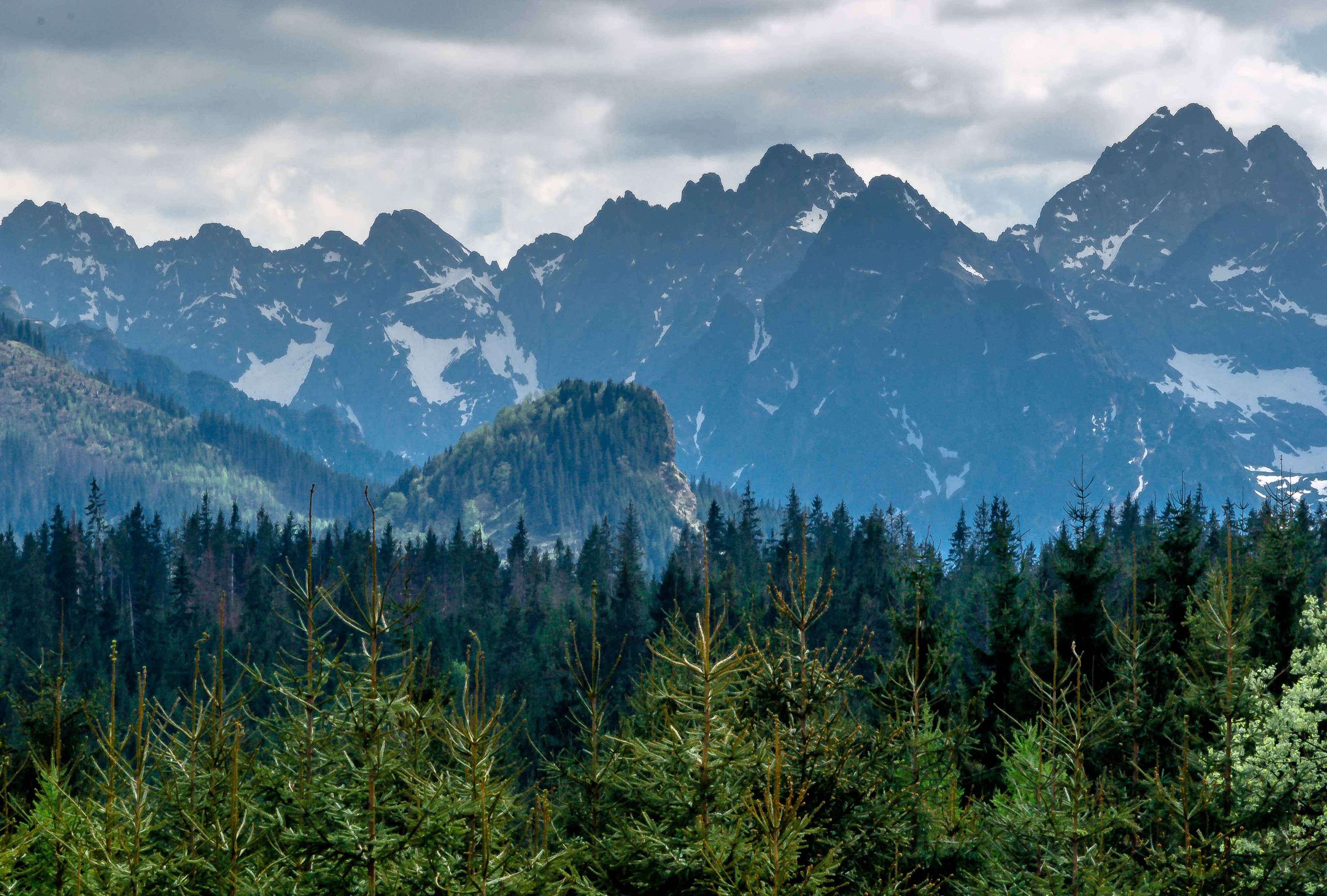 valley, mountain Range, summer, snow, pine tree, plant, no People, blue, national Park, environment, coniferous tree, trees, meadow, panoramic, mountains, HD Wallpaper
