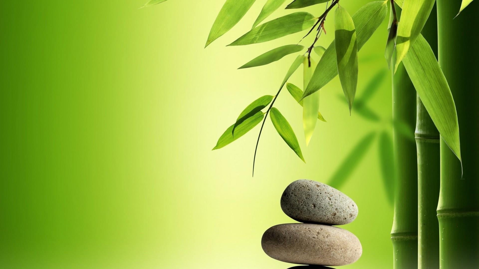 plant part, stone balancing, plant, no people, copy space, solid, studio shot, day, beauty in nature, still life photography, bamboo, leaves, photography, HD Wallpaper