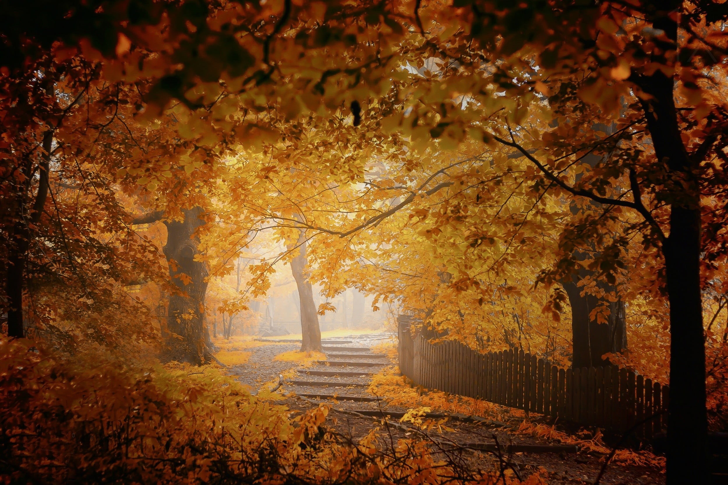 nature, plant part, yellow, footpath, tree trunk, fence, trees, autumn collection, the way forward, change, mist, walkway, beauty in nature, growth, fall, HD Wallpaper