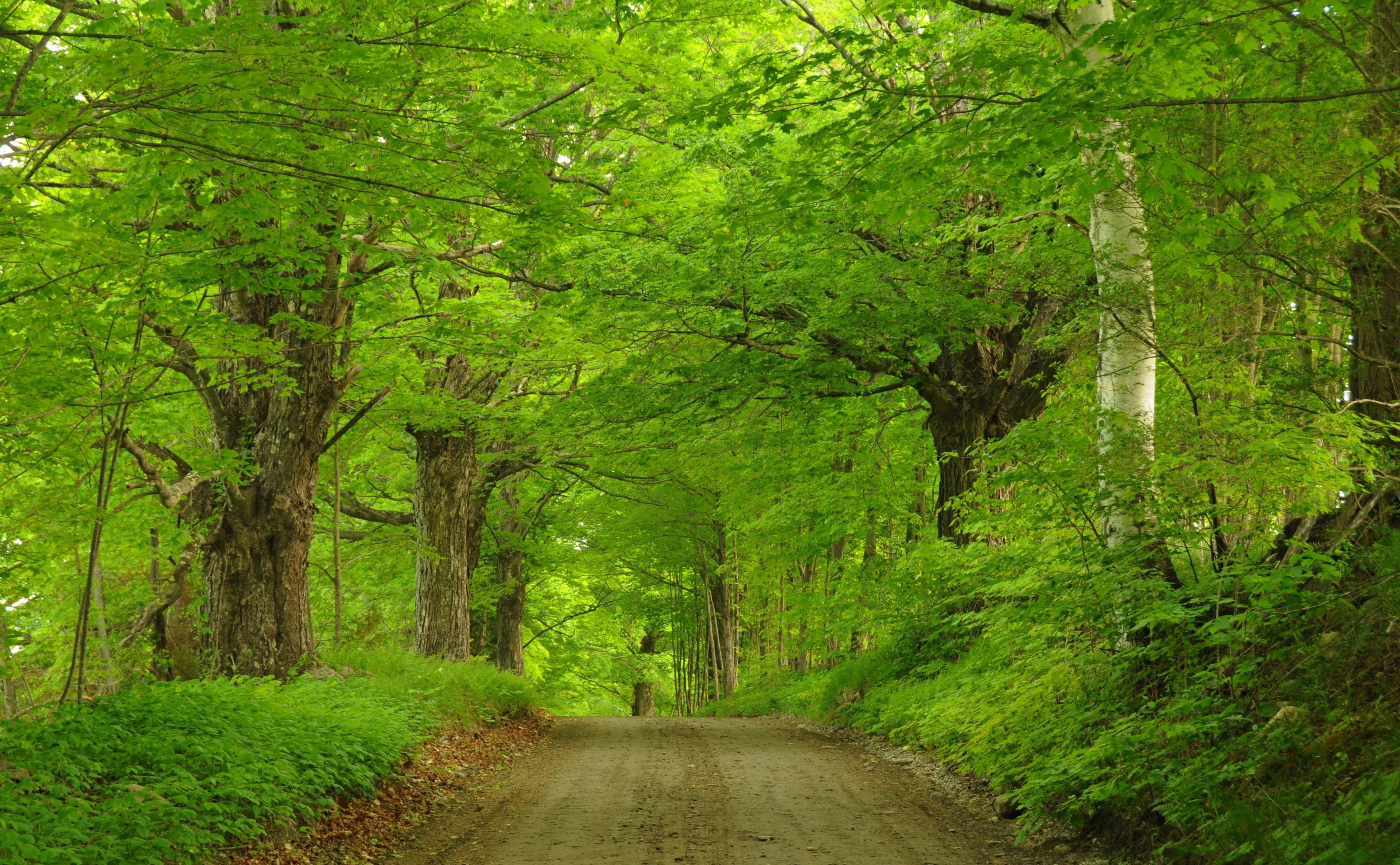 Rural, dirtroad, tree, putney, beauty in nature, the way forward, outdoors, non-urban scene, CoryHillRoad, Nature, plant, Green, no people, Outdoor, Vermont, HD Wallpaper