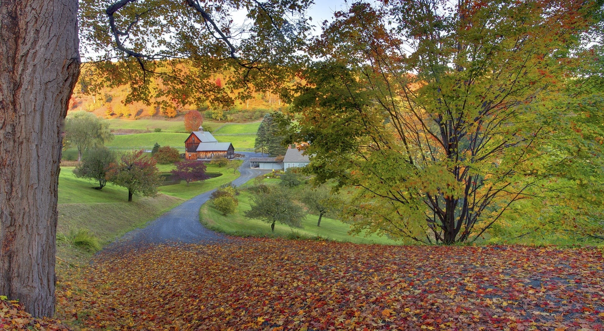 leaf, Vermont, park, fall, beauty in nature, tranquility, change, woodstock, autumn collection, Autumn, tranquil scene, plant part, outdoors, tree trunk, HD Wallpaper