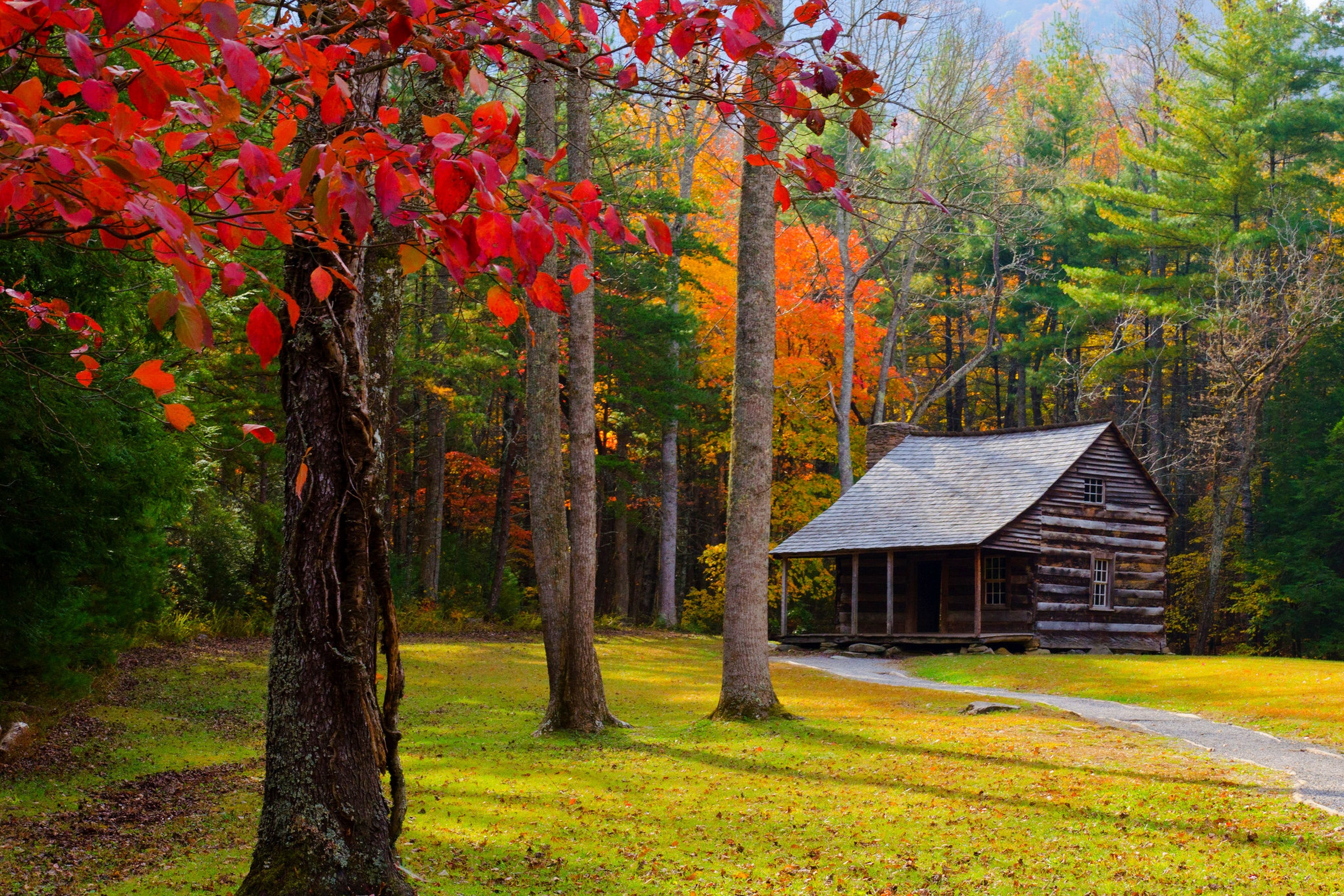 building, leaf, multi Colored, old, rural Scene, red, woodland, trunk, green Color, non-Urban Scene, grass, land, landscape, wooden, forest, wood - Material, HD Wallpaper