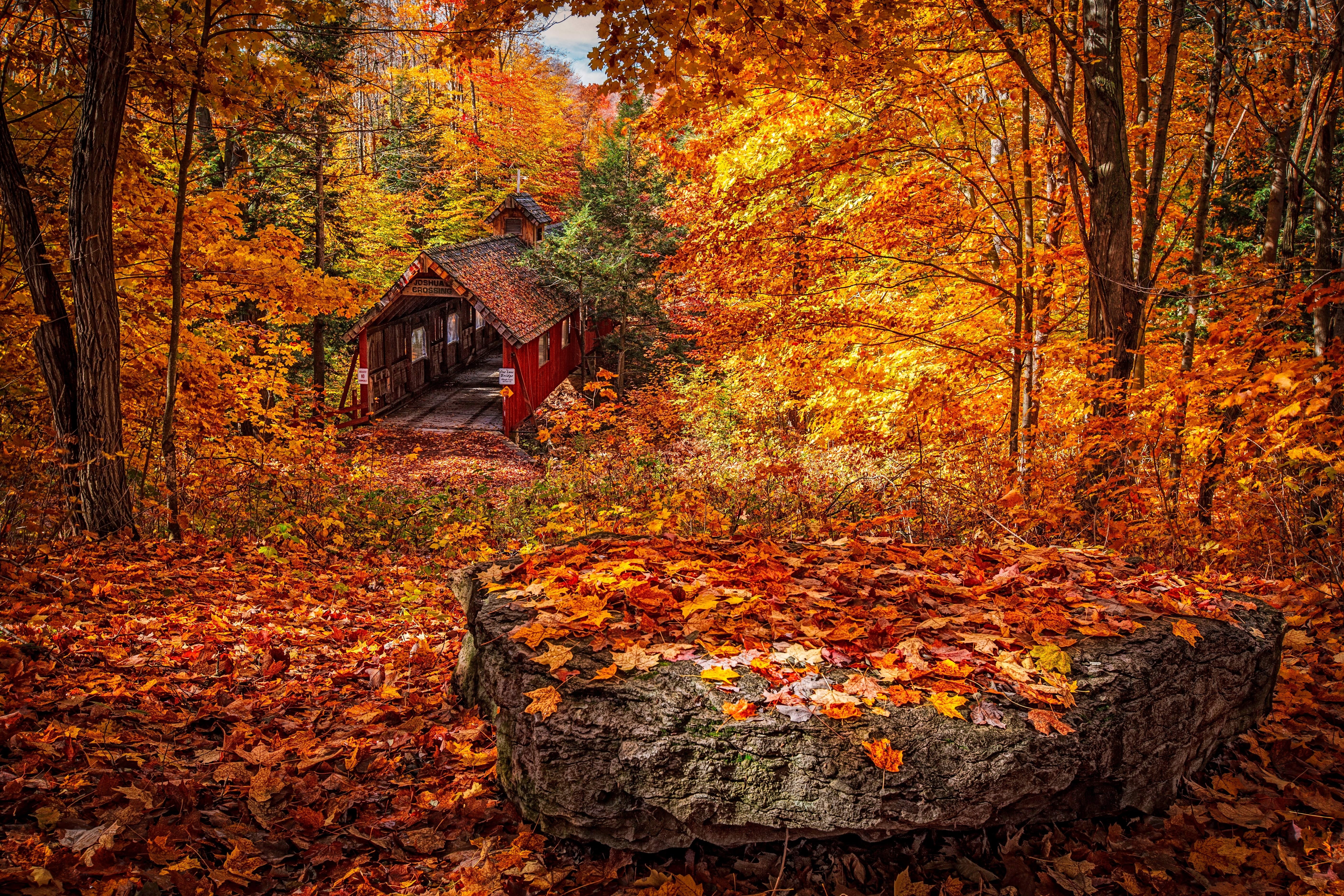 park - Man Made Space, multi Colored, plant part, outdoors, non-Urban Scene, leaves, beauty In Nature, leaf, black, wood - Material, red, digital, rock, HD Wallpaper