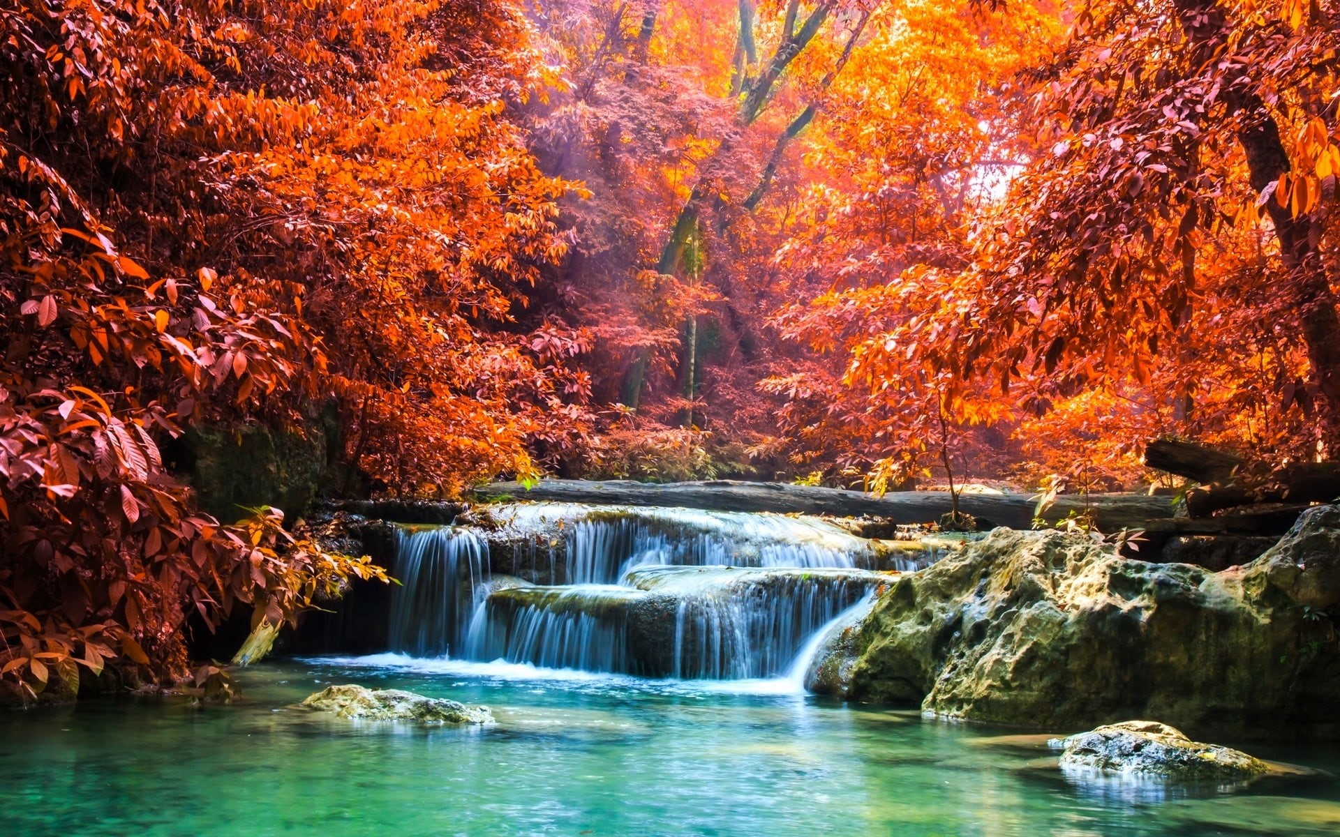 beauty In Nature, power in nature, yellow, freshness, rainforest, environment, orange, tropical, plant part, land, colorful, change, green Color, Thailand, HD Wallpaper