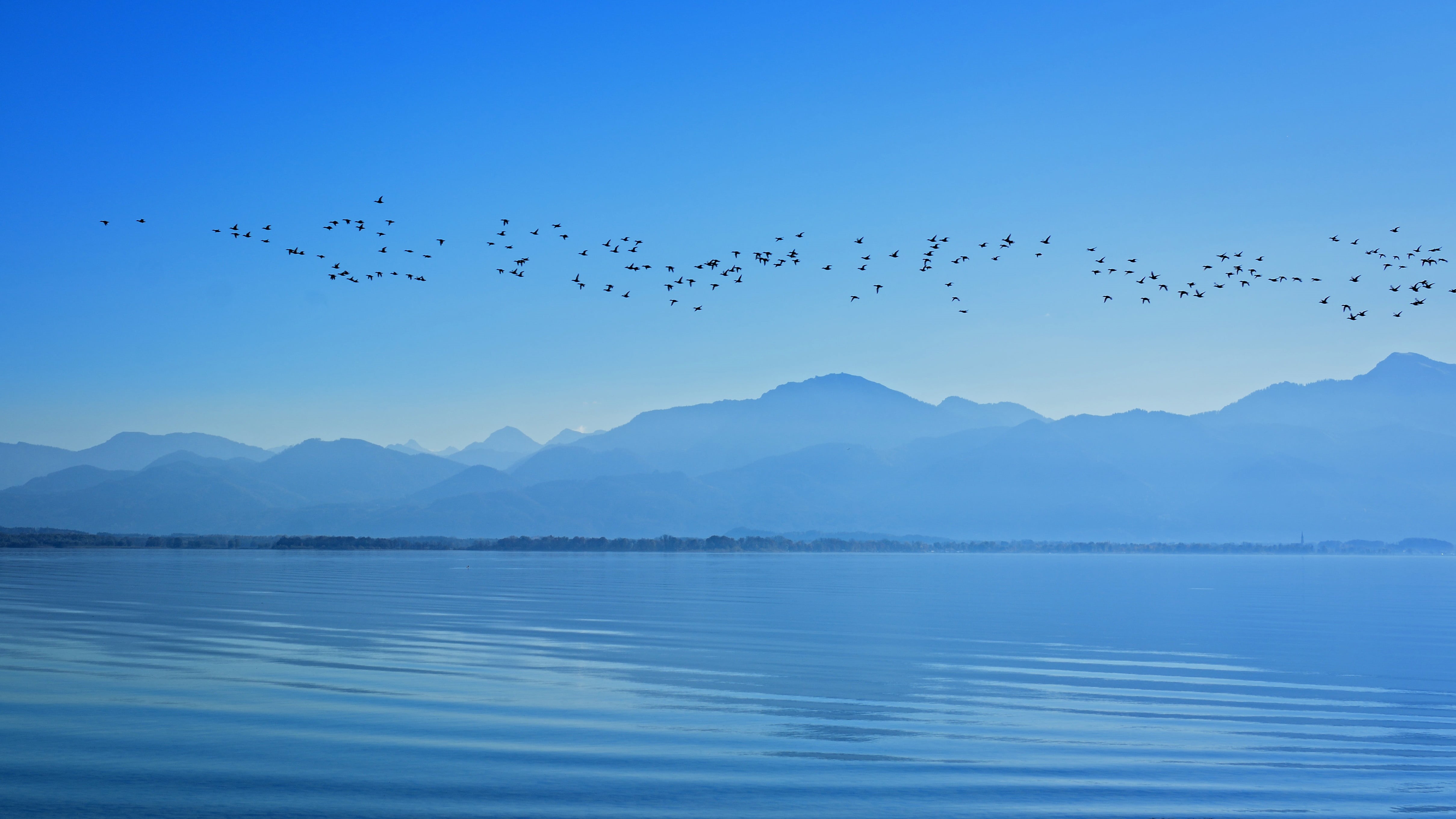 foresight, goose, abendstimmung, blue, animal wildlife, 4K, large Group Of Animals, landscape, mood, nature, distant, atmosphere, silhouette, group Of Animals, HD Wallpaper