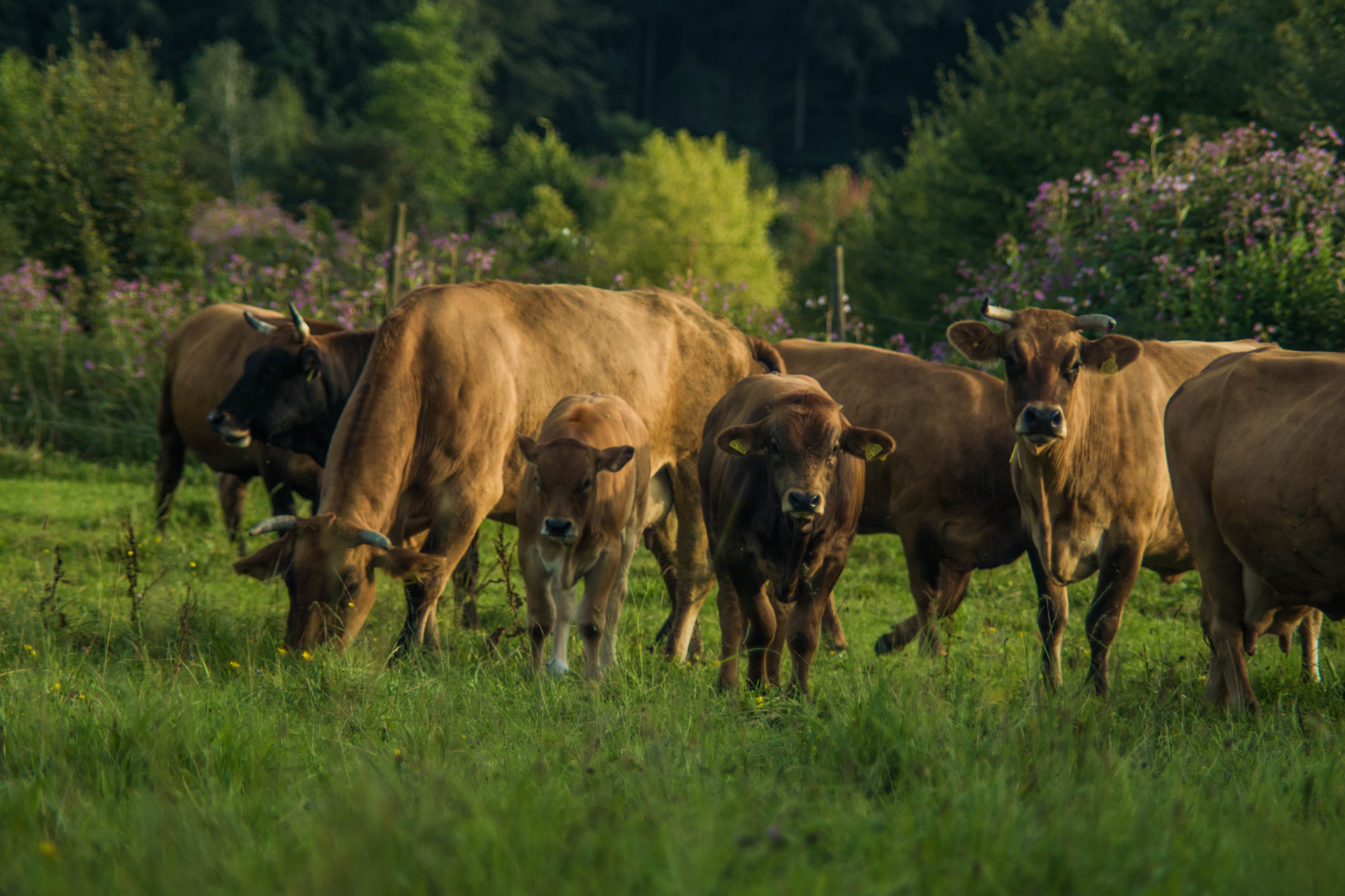 meadow, summer, cattle, vertebrate, group of animals, beef, ruminant, animal family, outdoors, herbivorous, alpine, animal themes, pasture, tree, landscape, HD Wallpaper