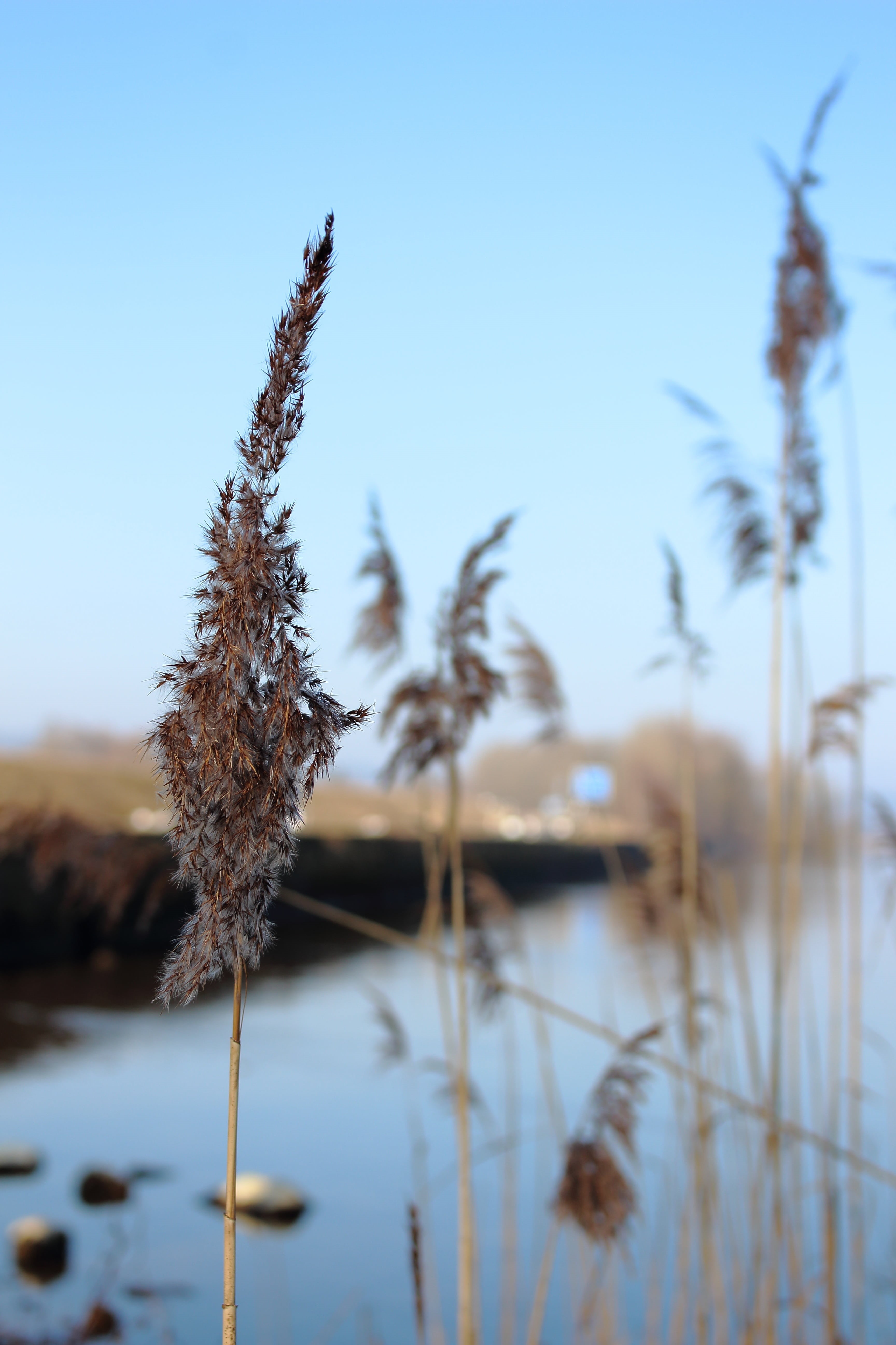 day, plant stem, tranquility, water, nature, no people, growth, cattail, reflection, chiemsee, stalk, focus on foreground, beauty in nature, sky, 5K, clear sky, Phone HD Wallpaper