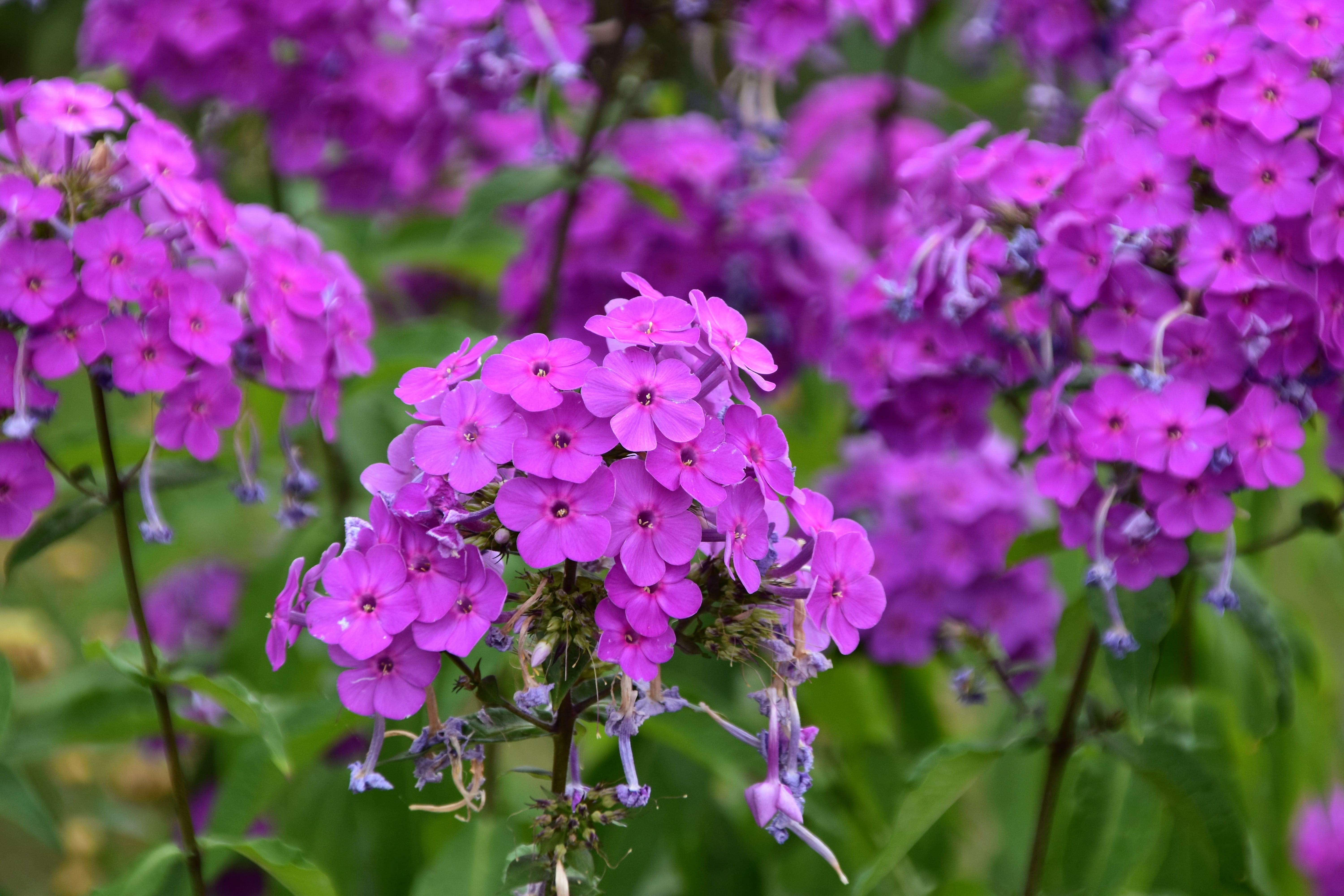 blossom, flower, floral, summer, purple, plant part, 5K, beauty in nature, inflorescence, nature, fragility, plant, botany, flower head, outdoors, lilac, HD Wallpaper