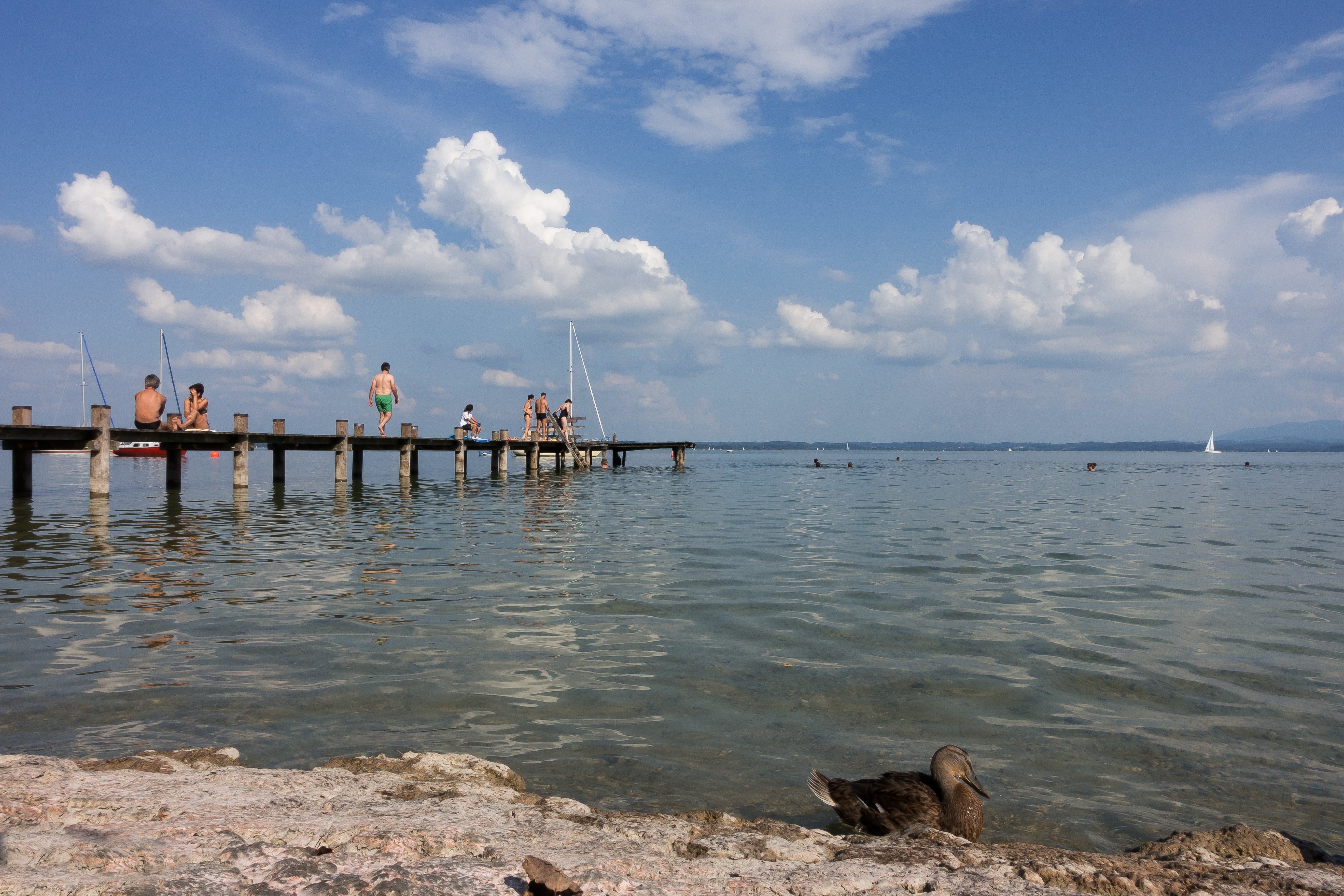 beach, holiday, beauty in nature, recovery, animal, mode of transportation, holidays, day, web, sea, swim, vertebrate, water, tranquility, outdoors, scenics - nature, HD Wallpaper