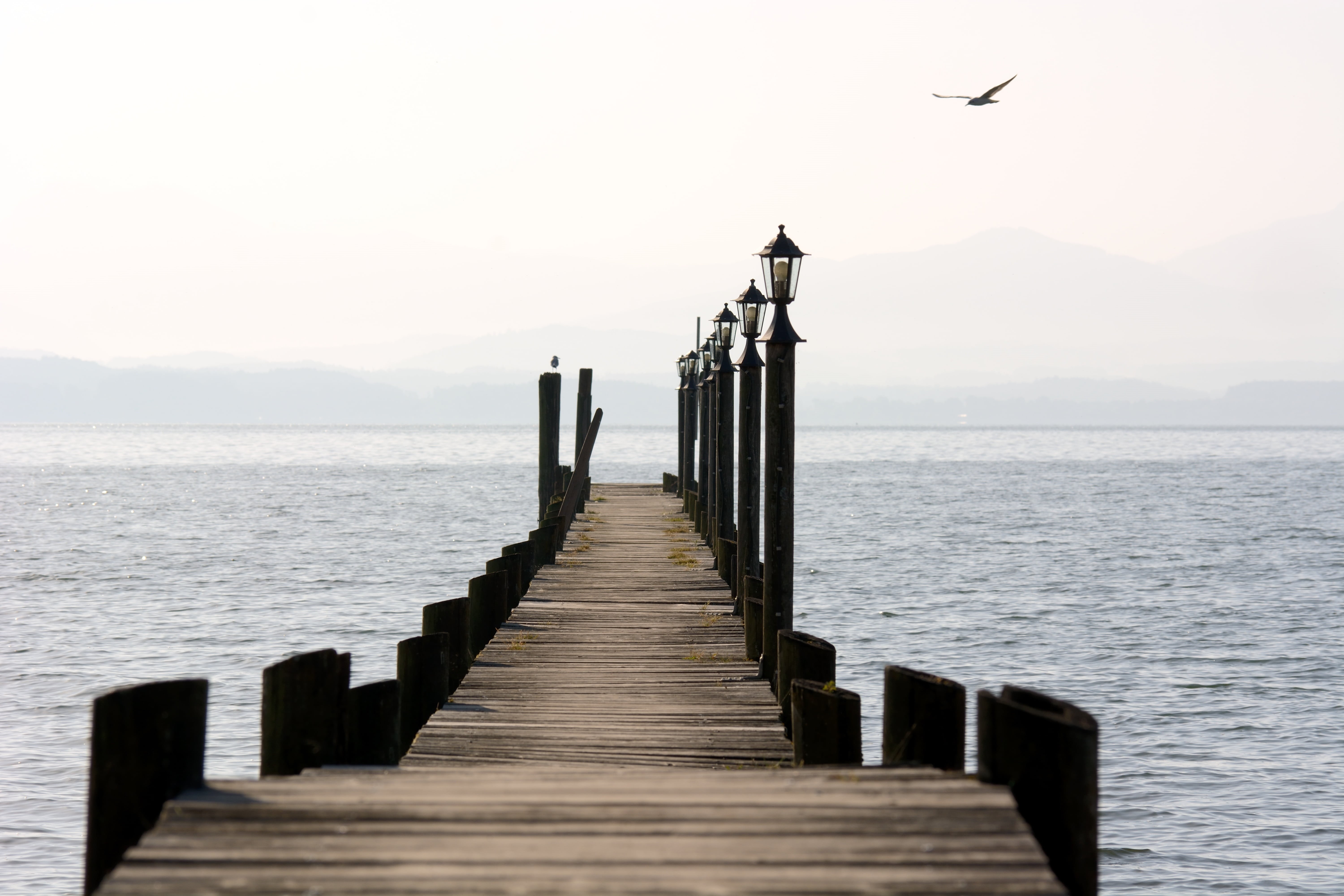 vertebrate, sky, long, seagull, the way forward, web, jetty, boardwalk, dock, architecture, scenics - nature, daytime, wooden post, day, cloudiness, animal, HD Wallpaper