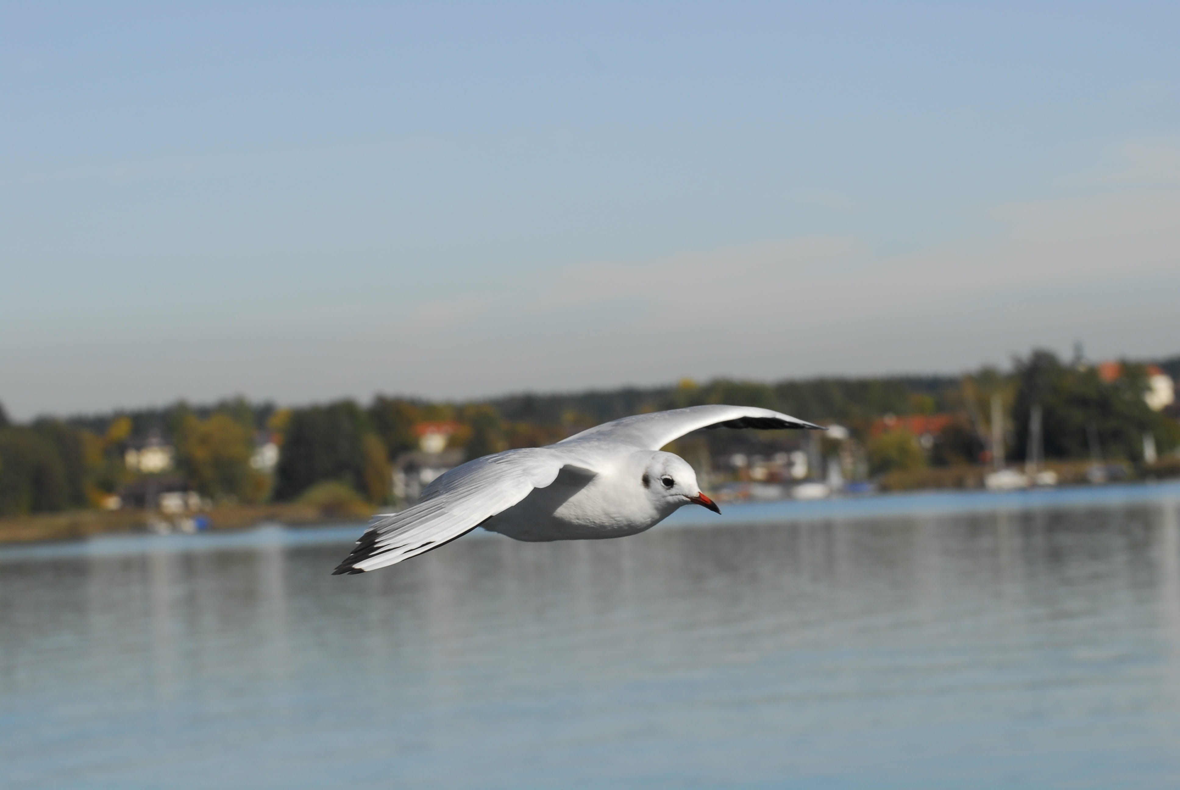 animal world, waterfront, 4K, vertebrate, Ease, flying, water, focus on foreground, sea, nature, Birds, Weightless, animal wildlife, Fly, bird, one animal, HD Wallpaper