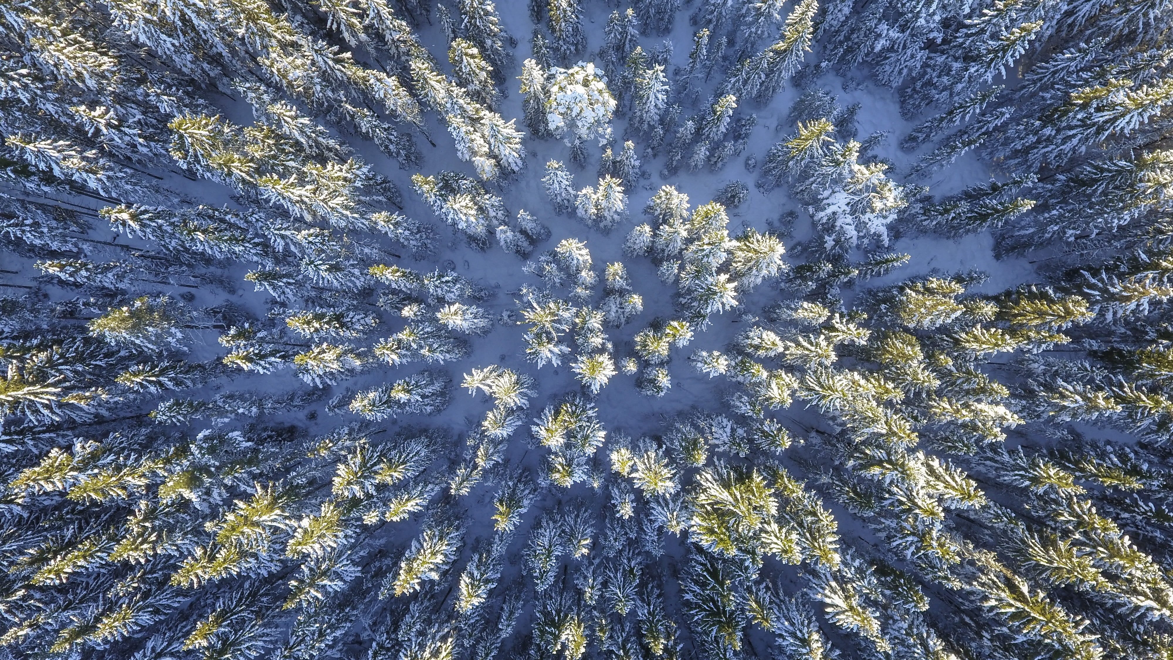 outdoors, forest, blue, green, tranquility, beauty in nature, plant, natural, land, cold, color, aerial, frozen, snow, flower, light, conifer, snowflake, HD Wallpaper