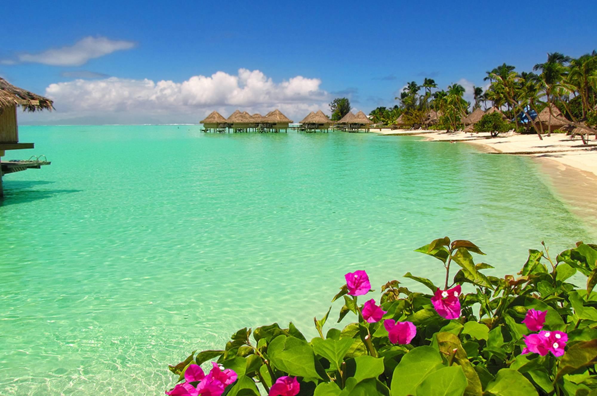 flowers, south, bora, ocean, 1080P, beach, lagoon, exotic, water, south pacific, water bungalows, bungalows, tahiti, tropical, sand, HD Wallpaper