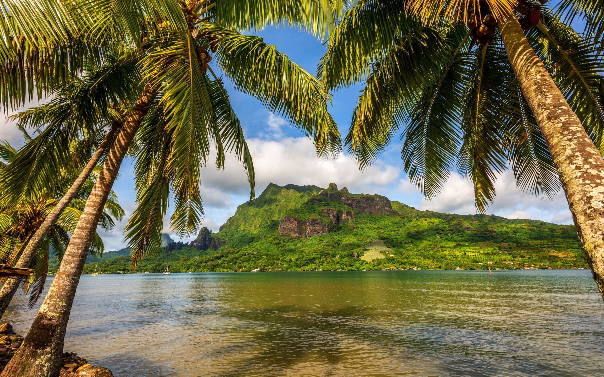 coconut palm tree, scenics - nature, tranquil scene, tranquility, tropical climate, day, sky, sea, green color, no people, tree, mountains, plant, landscape, HD Wallpaper