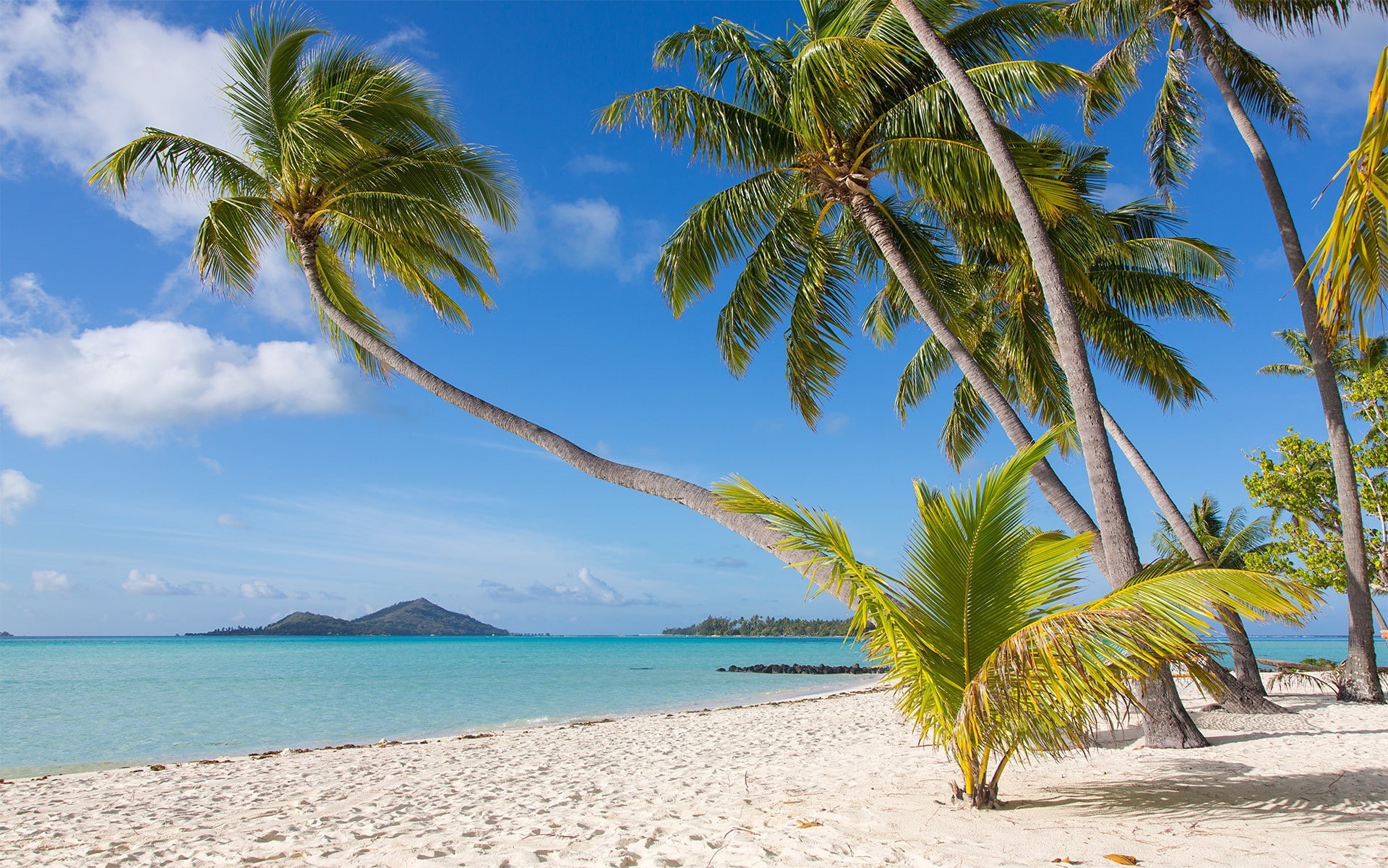 beach, 1080P, nature, tree, sand, scenics - nature, sea, sky, beauty in nature, horizon over water, palm trees, Bora Bora, outdoors, cloud - sky, no people, HD Wallpaper
