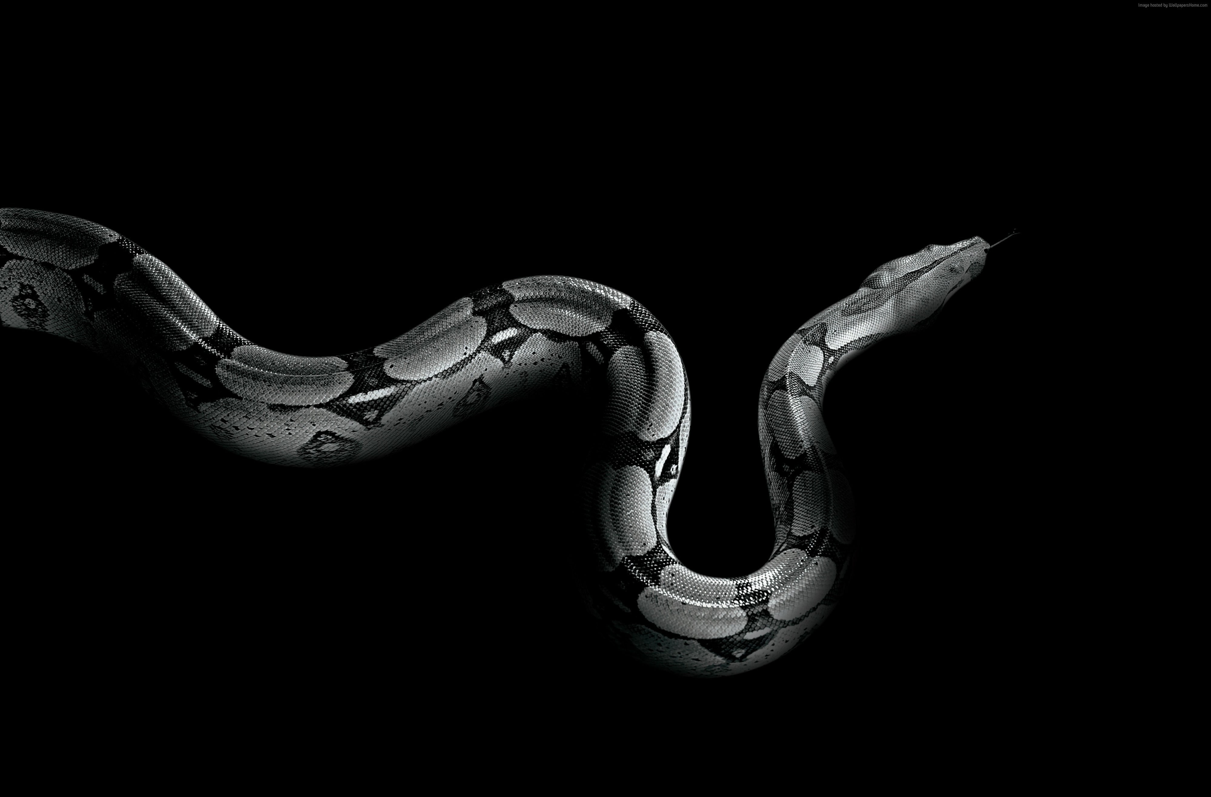 Python, vertebrate, animal body part, invertebrate, black background, animal wildlife, animal, still life, nature, metal, animal themes, cut out, snake, HD Wallpaper
