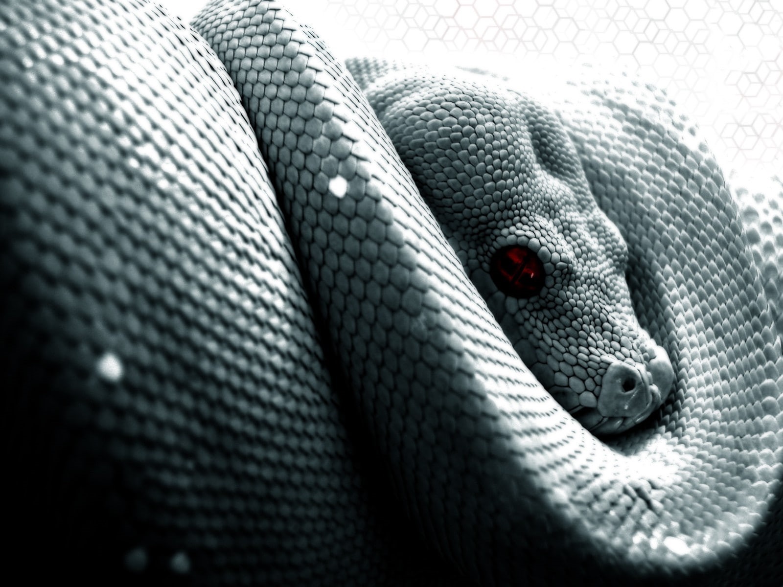 animal themes, day, jeans, rope, scales, sweater, textile, domestic, vertebrate, animal, pattern, no people, clothing, animal head, domestic animals, snake, HD Wallpaper