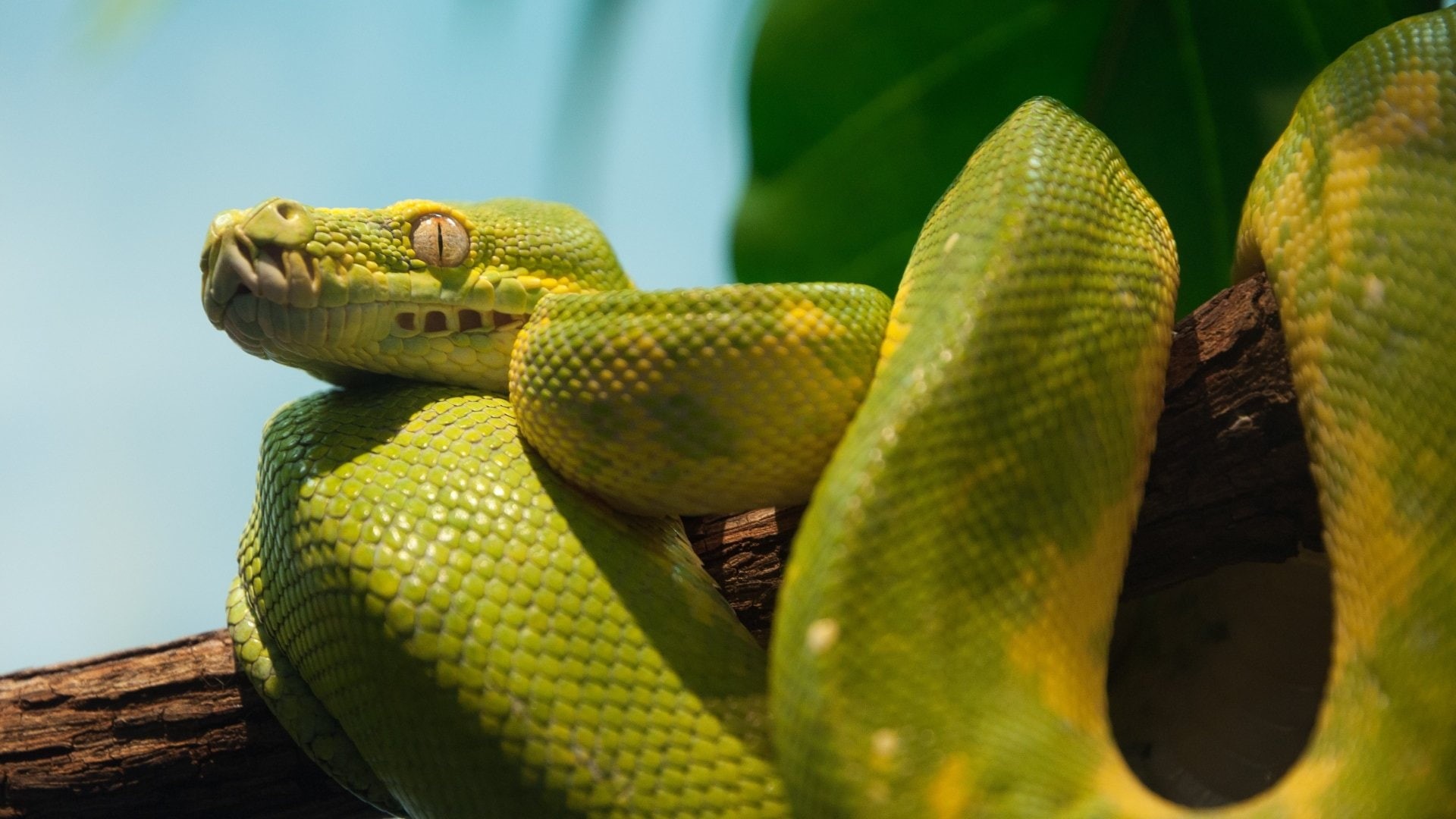 Green, Snake, Animal, Reptiles, 1080P, Python, HD Wallpaper