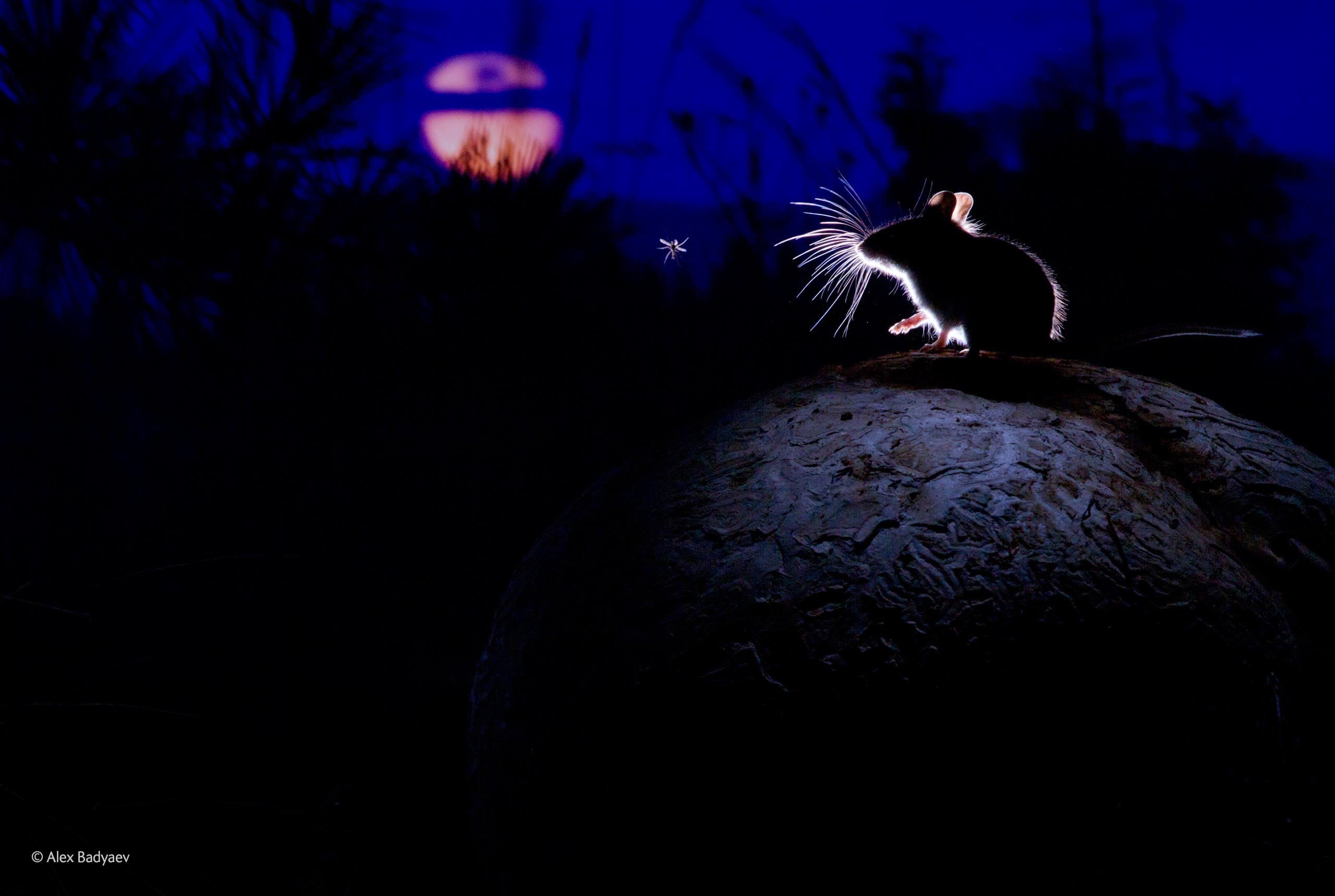 one animal, mushroom, no people, Moon, animal themes, animal wildlife, animals, solid, black, mice, rock - object, illuminated, mammal, silhouette, vertebrate, HD Wallpaper