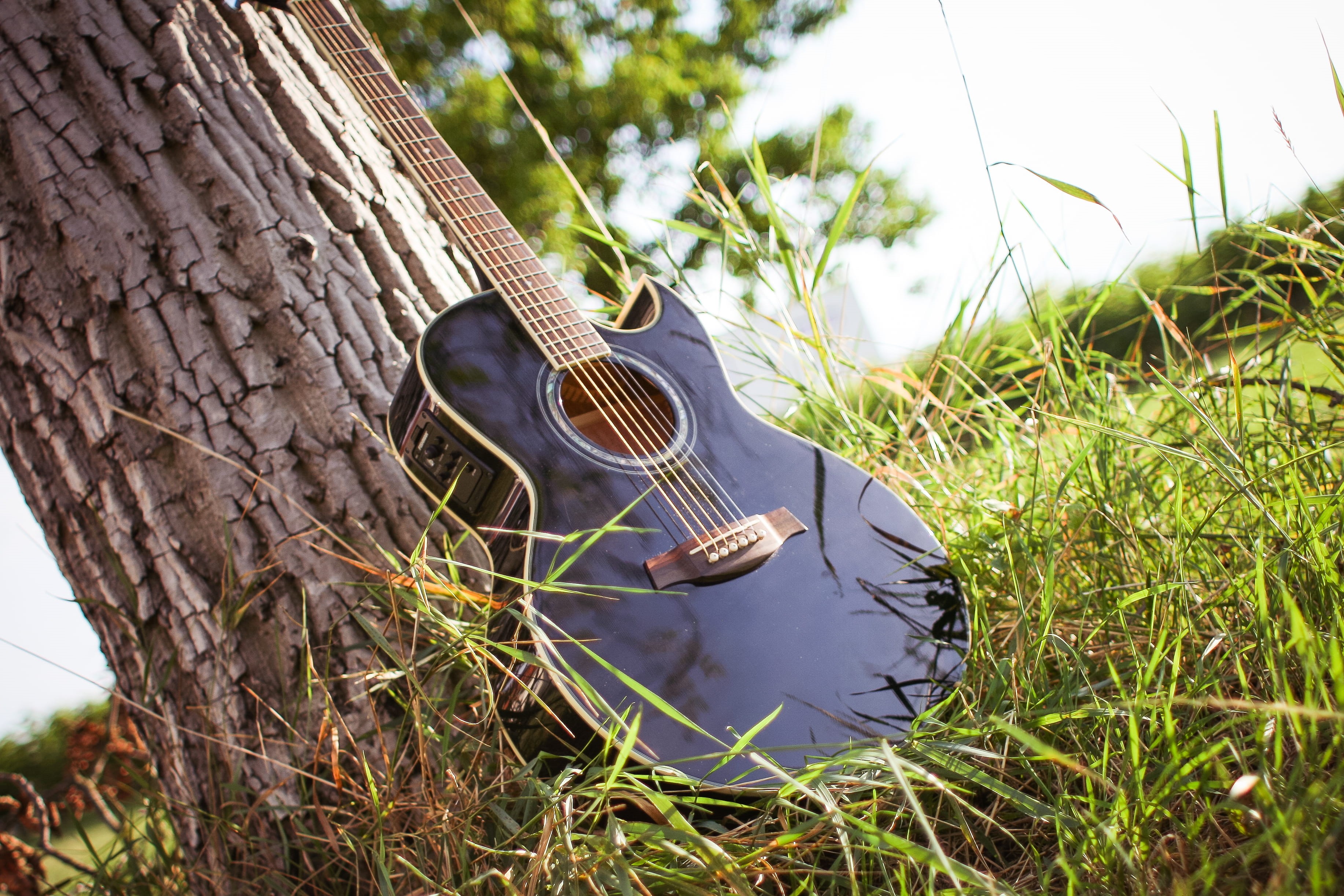 no people, high angle view, trunk, Sunny, string instrument, close-up, summer, growth, land, green Color, plant, focus on foreground, outdoors, 2K, Guitar, HD Wallpaper