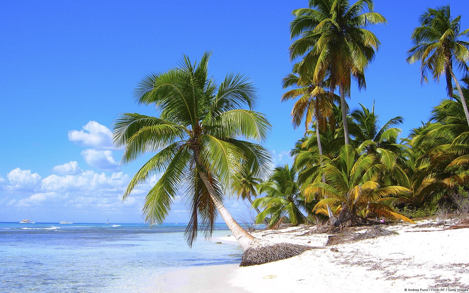 green, coconut, coconut palm tree, landscape, no people, summer, water, tranquility, idyllic, outdoors, blue, 1080P, tree, nature, horizon over water, HD Wallpaper