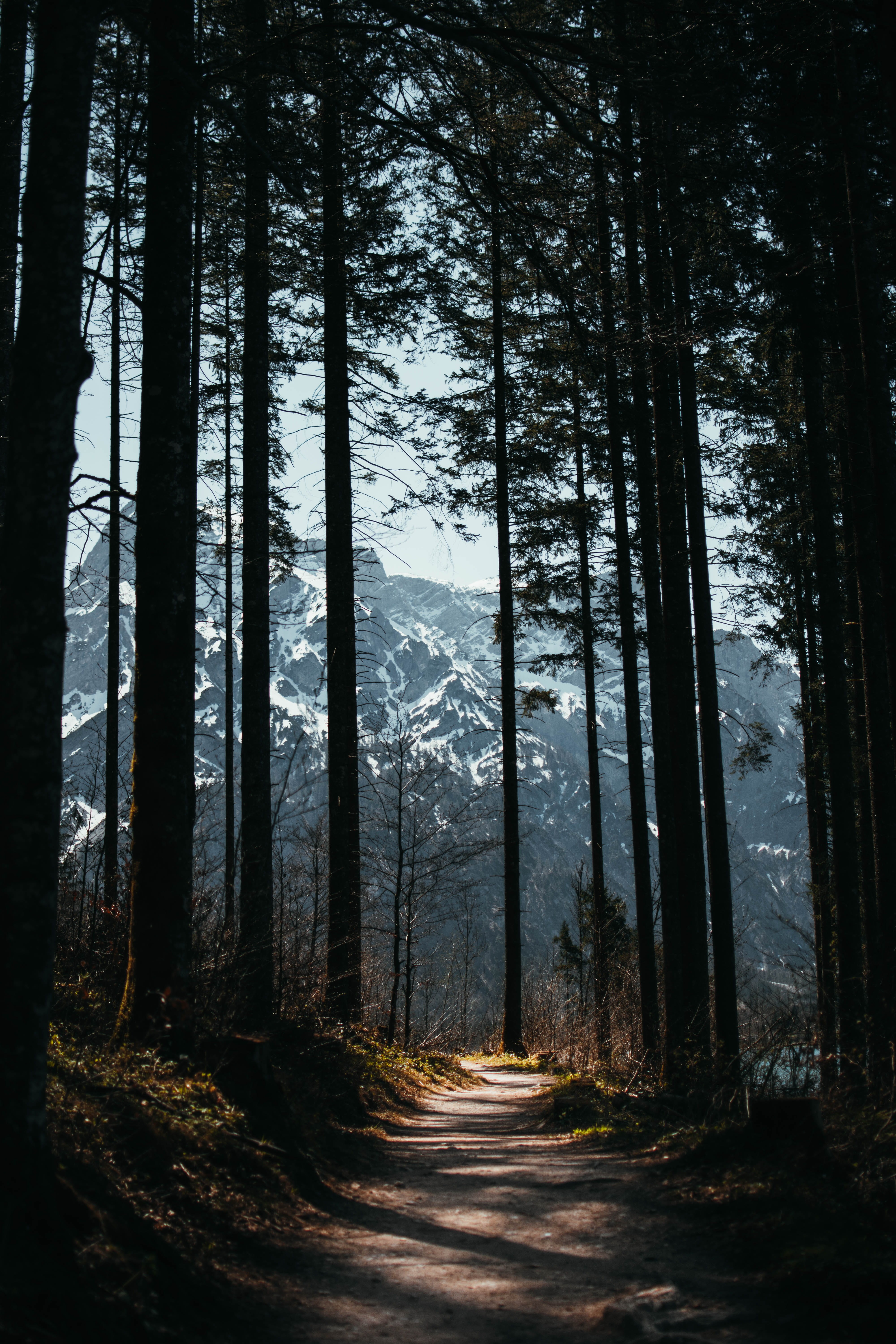 no people, shadow, forest, outdoors, path, trees, trunk, land, tranquility, woodland, beauty in nature, nature, plant, tranquil scene, 5K, environment, Phone HD Wallpaper