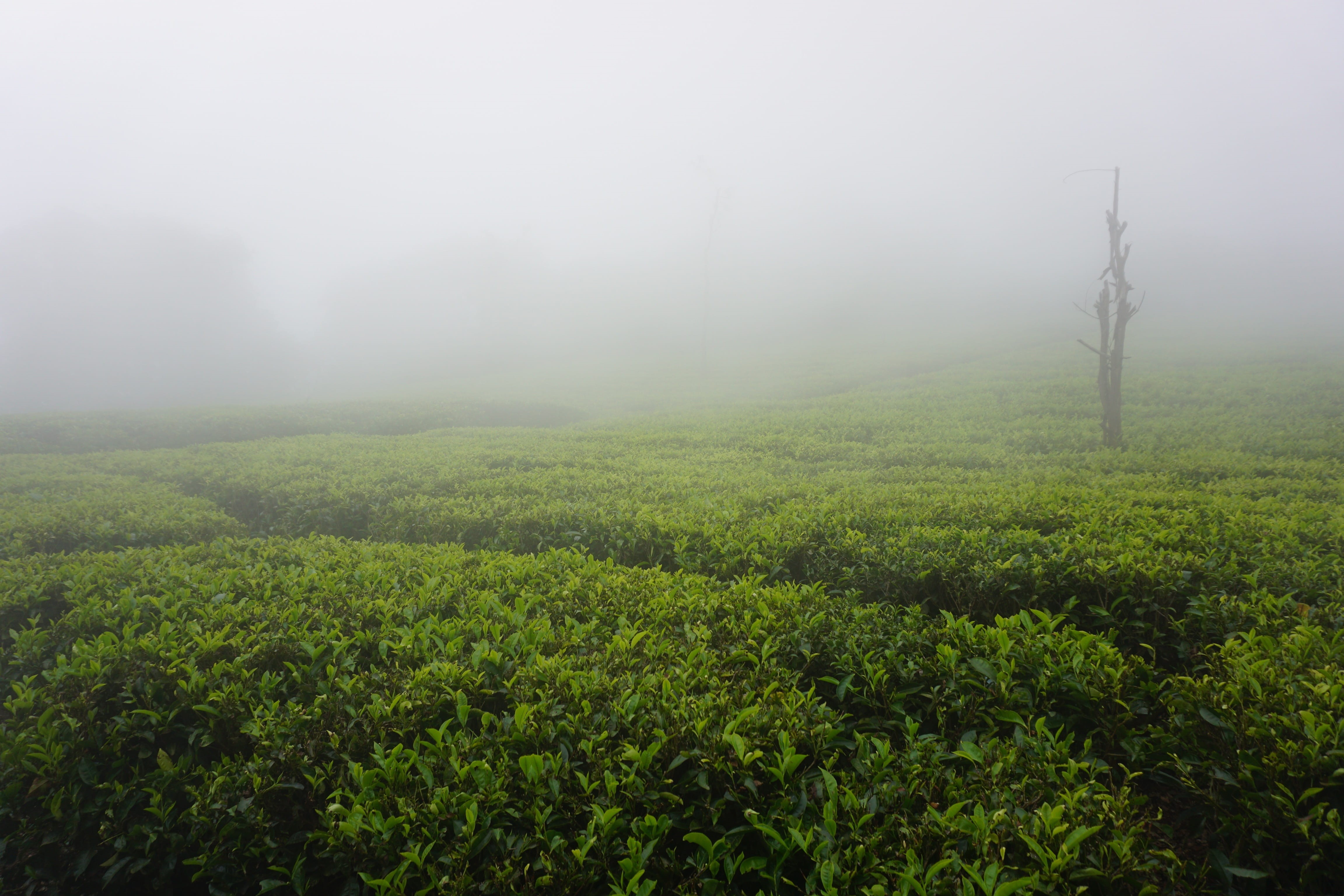 4K, india, nature, no people, green color, non-urban scene, landscape, hazy, coimbatore, environment, rural scene, tea crop, plant, growth, fog, tree, HD Wallpaper