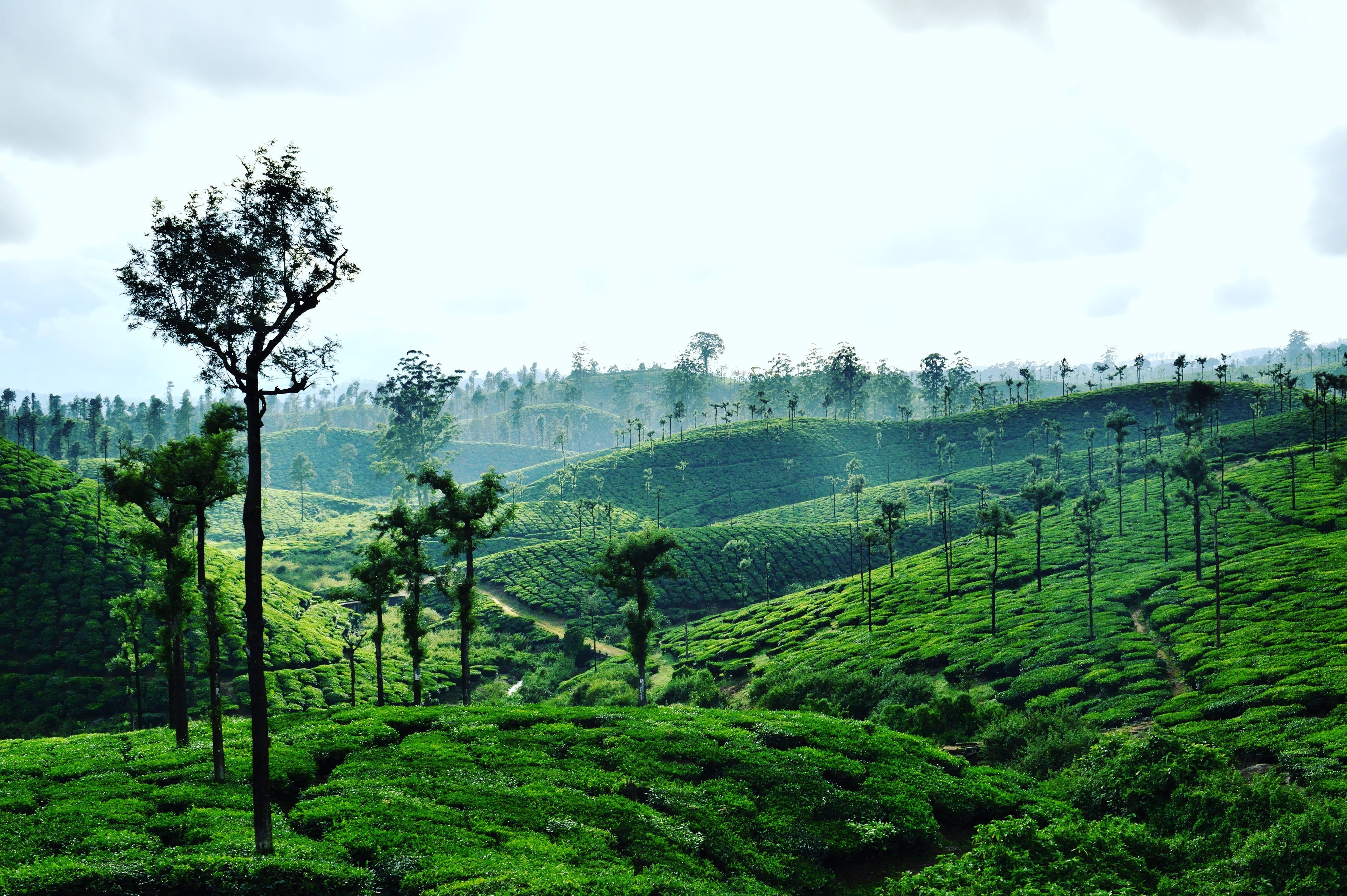 land, tree, day, sky, landscape, plantation, growth, 4K, outdoors, beauty in nature, nature, tranquil scene, valparai, love, no people, environment, scenics - nature, HD Wallpaper