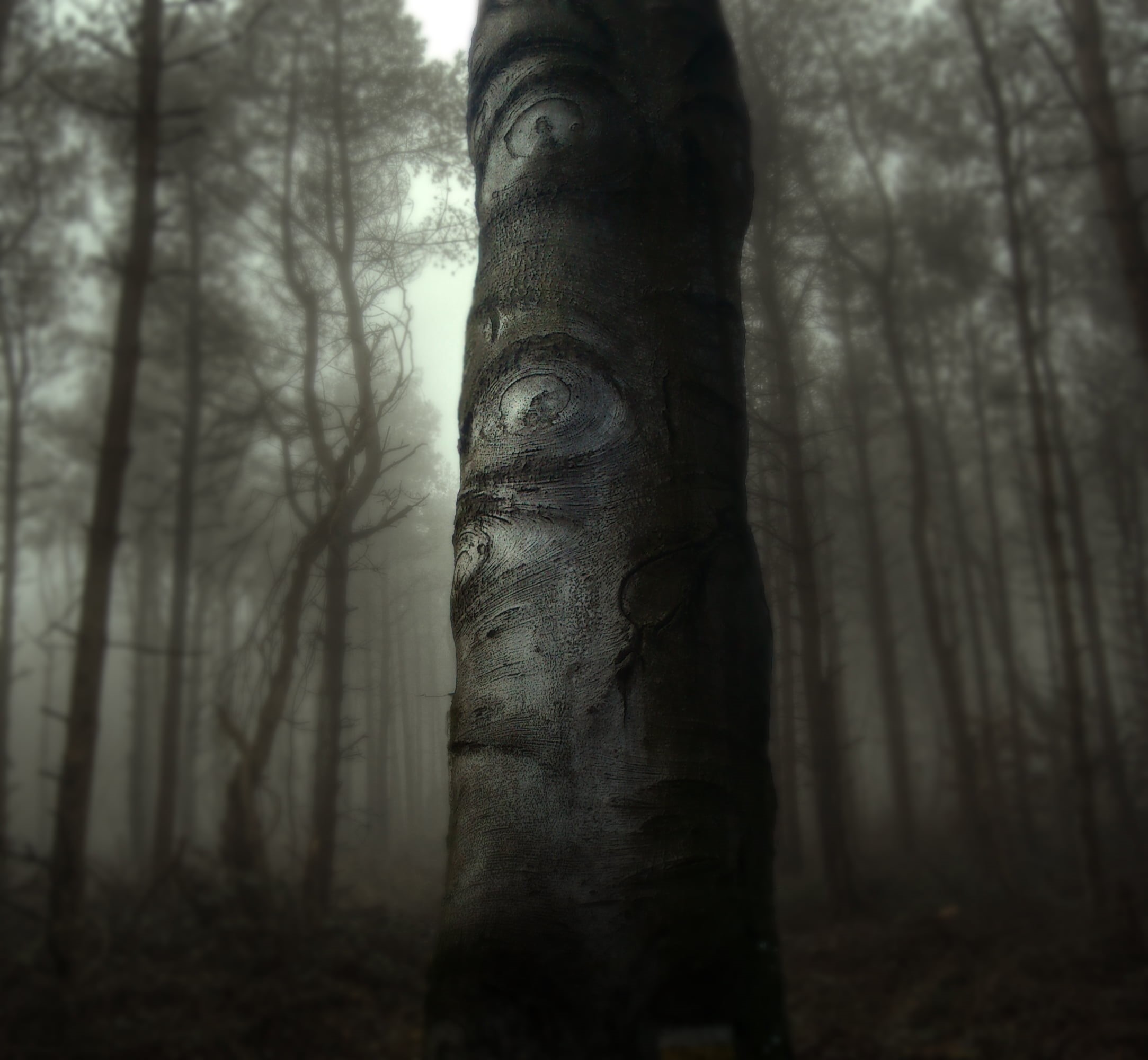 tree trunk, beech, tranquility, beauty in nature, day, growth, plant, forest, trees, trunk, religion, spirituality, wood, low angle view, fog, tranquil scene, HD Wallpaper