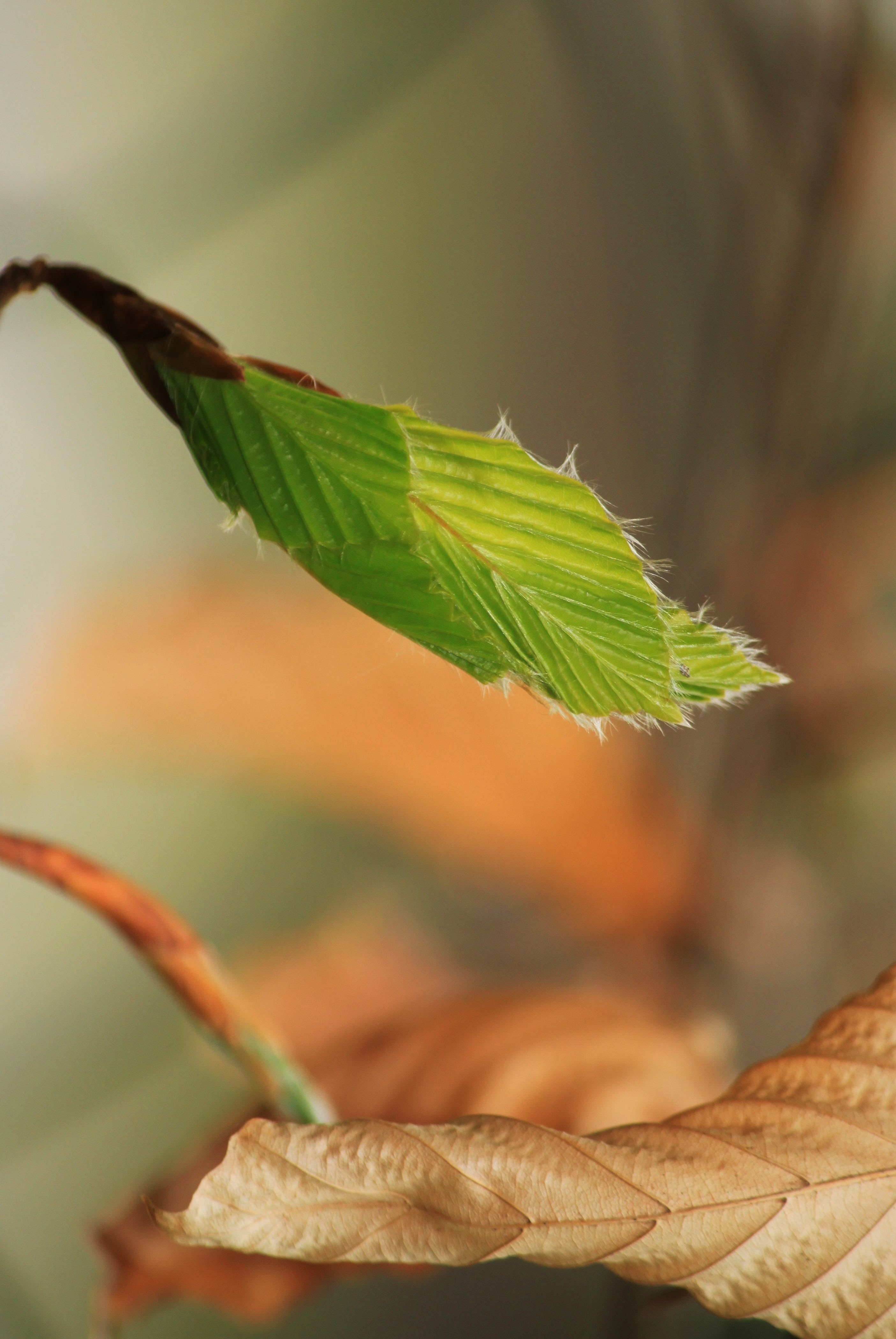 macro, fresh, plant part, boy shoots, young beech leaves, growth, food, knock out, 4K, spring, tree, natural condition, leaf vein, twig, book industry, Phone HD Wallpaper