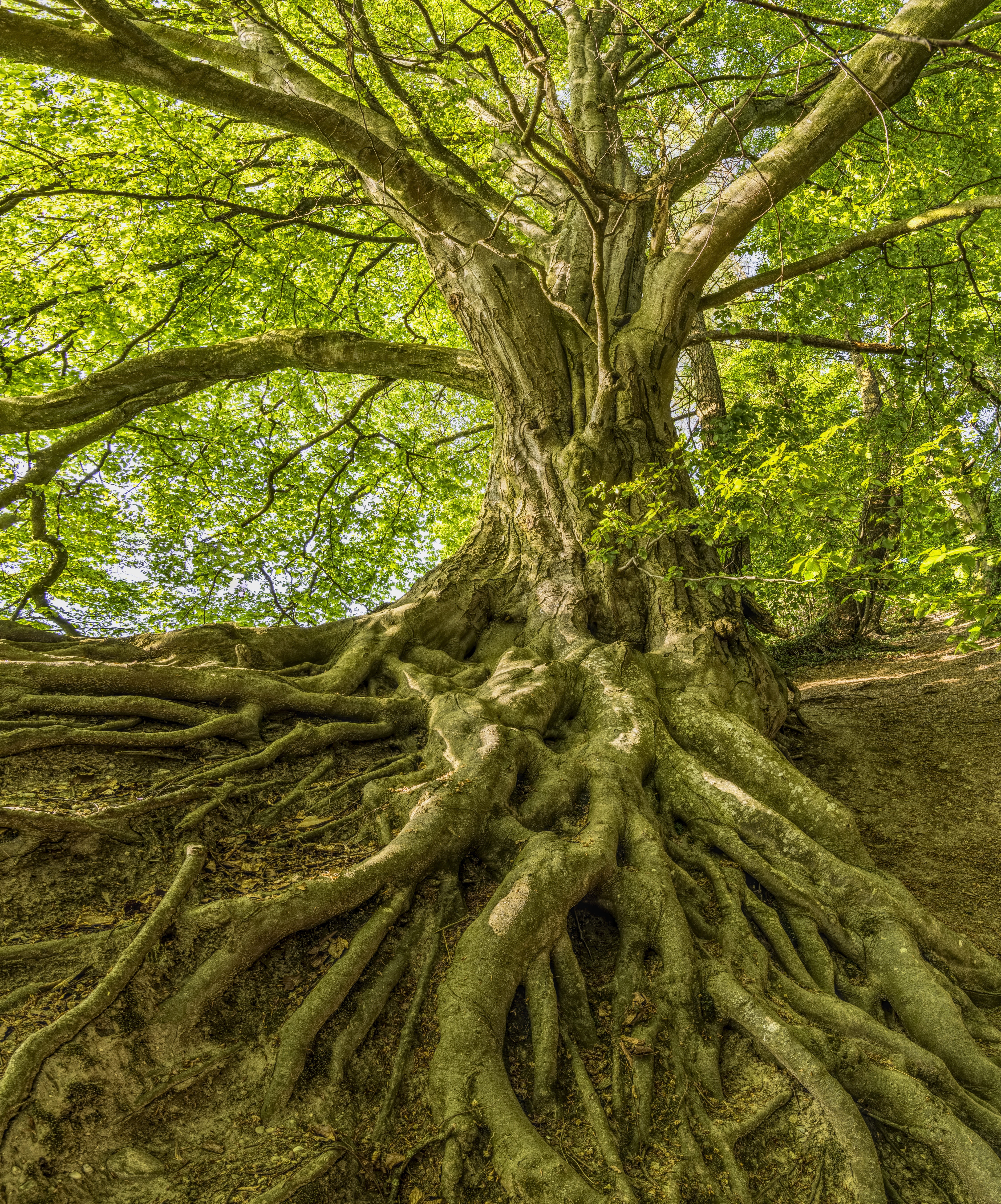 trunk, 5K, plant part, jungle, forest, day, tranquility, wood, environment, trees, land, tranquil scene, complexity, beauty in nature, plant, tree canopy, Phone HD Wallpaper